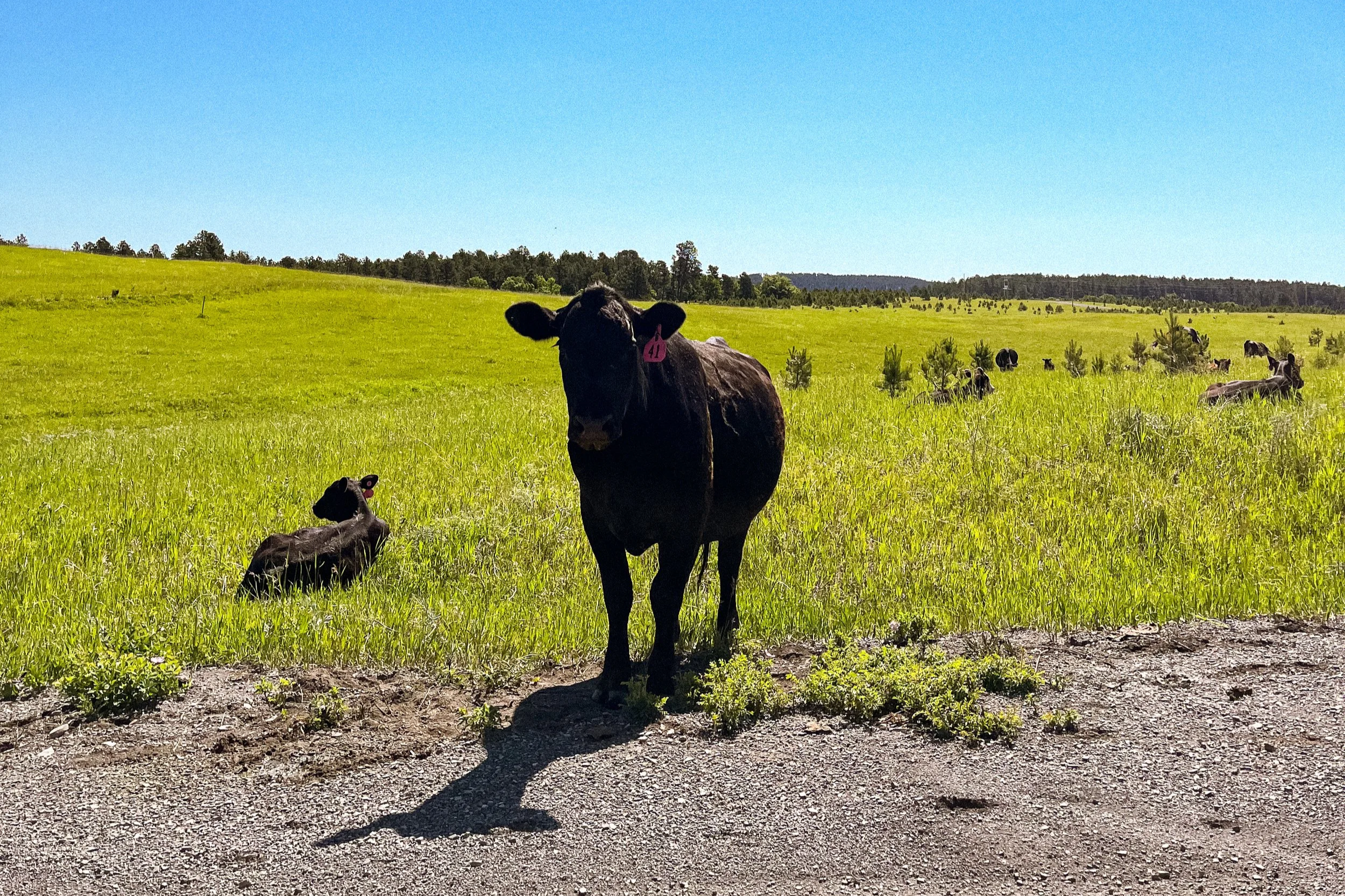 A herd of cows grazing in a lush green field under a clear blue sky, with one cow in the foreground looking at the camera.