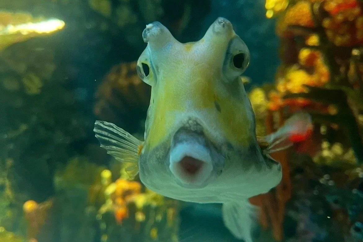 A close-up photo of a fish with a wide mouth and prominent eyes, swimming in an underwater environment.