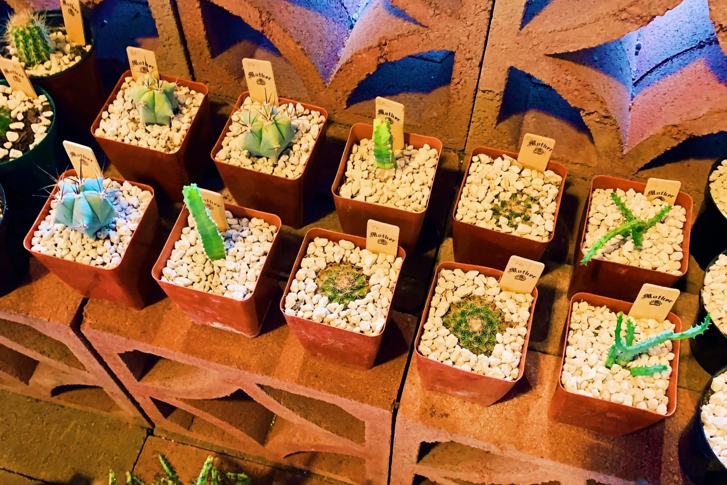 Row of small potted cacti with labels, placed on a brick shelf against a brick wall with a painted star design, illuminated by selective lighting.