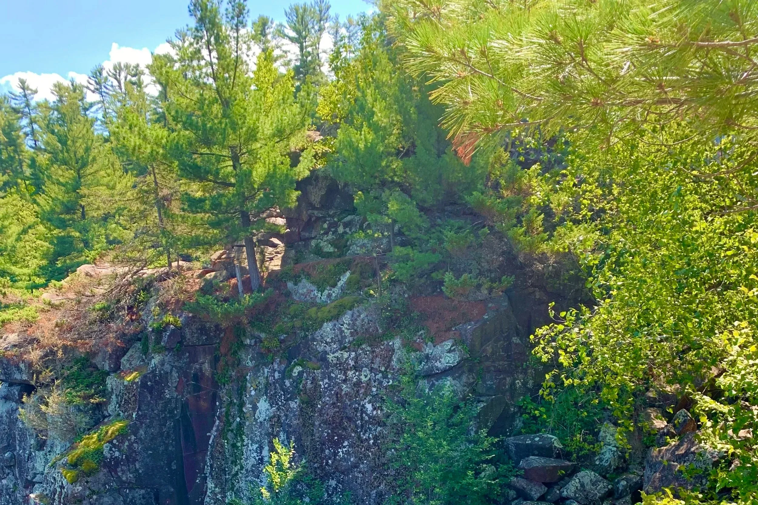 Lush green pine trees on a rocky hillside under a blue sky with some clouds.
