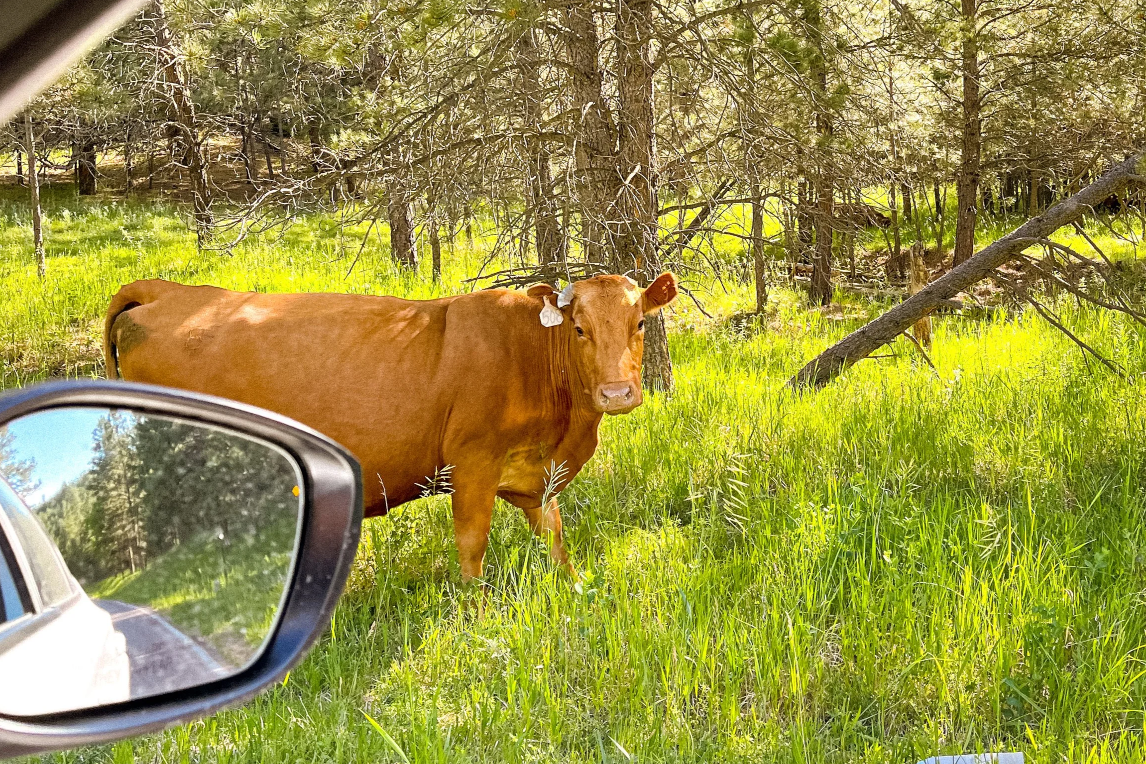 A cow standing in a grassy clearing among trees, viewed from the side mirror of a vehicle.