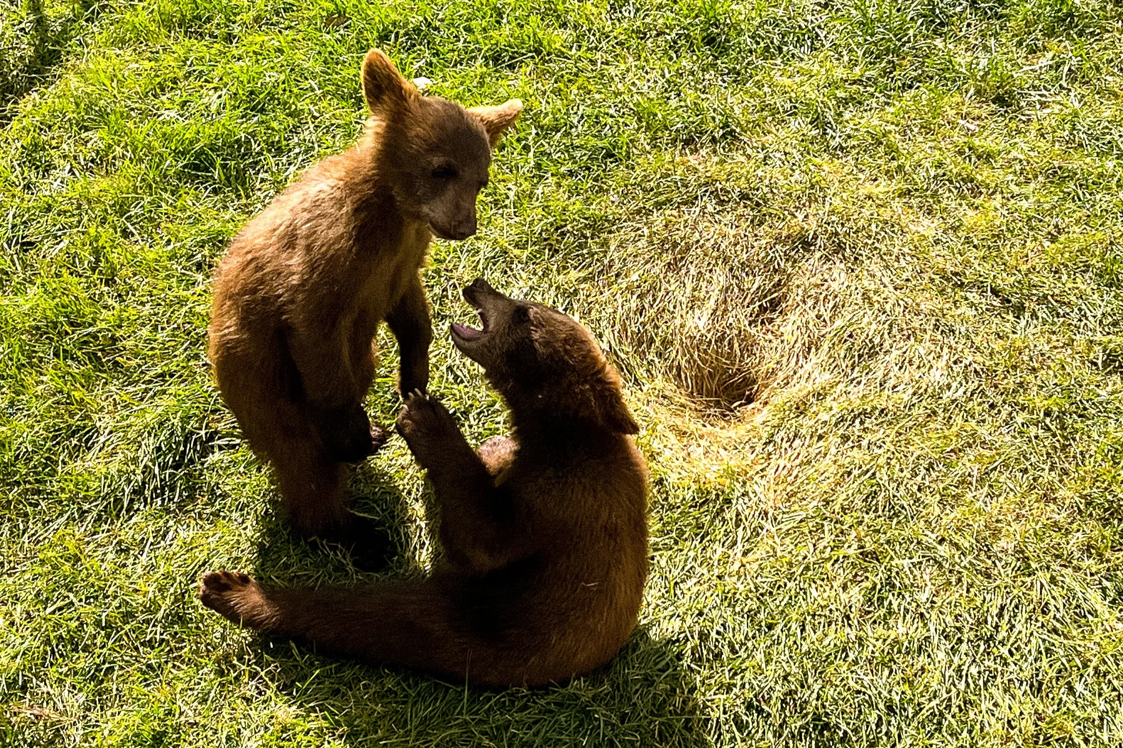 Two young brown bears playing on green grass, one standing and the other sitting with mouth open.
