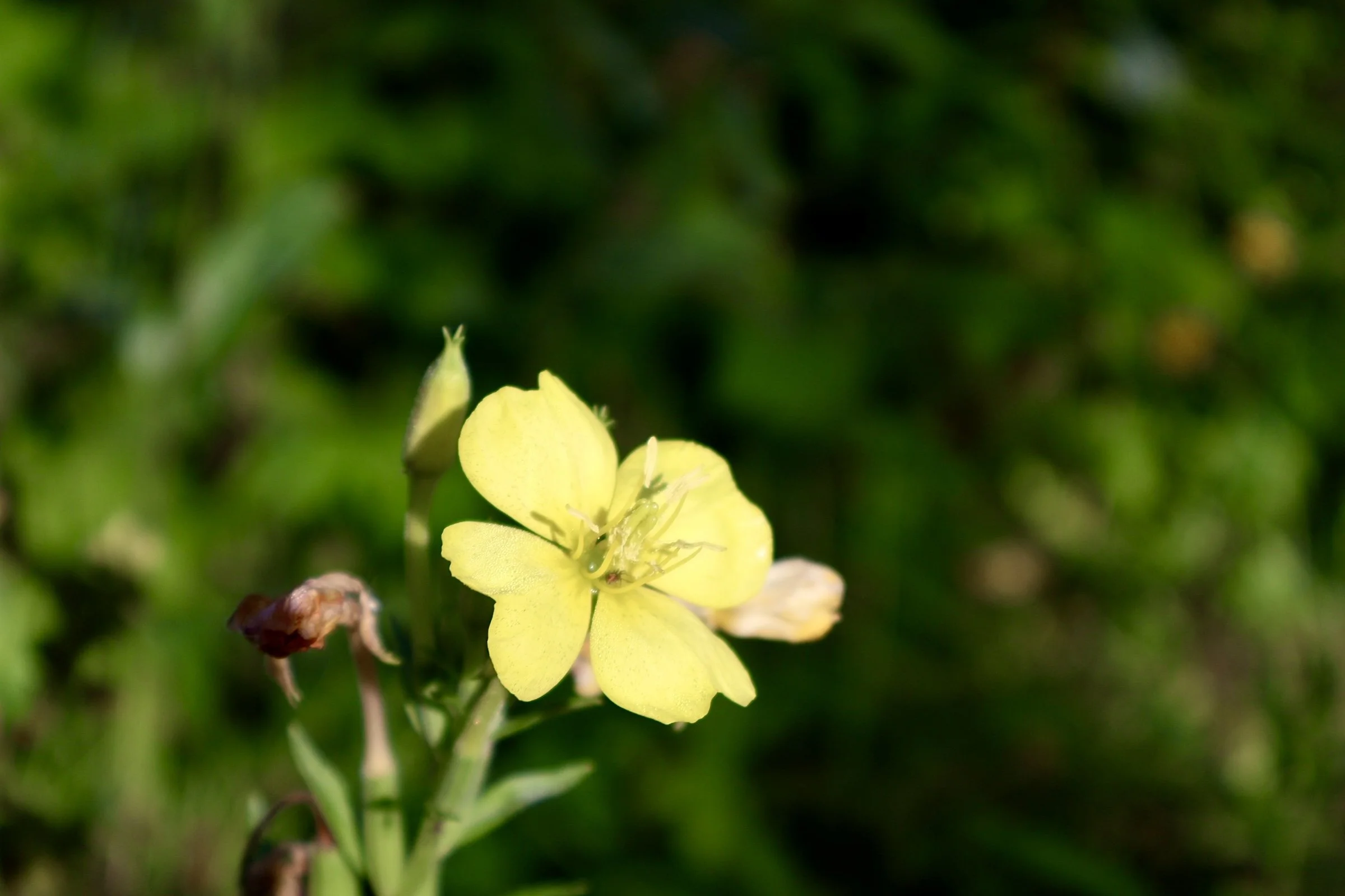 Close-up of a yellow flower with delicate petals and visible stamens, standing out against a blurred green background.
