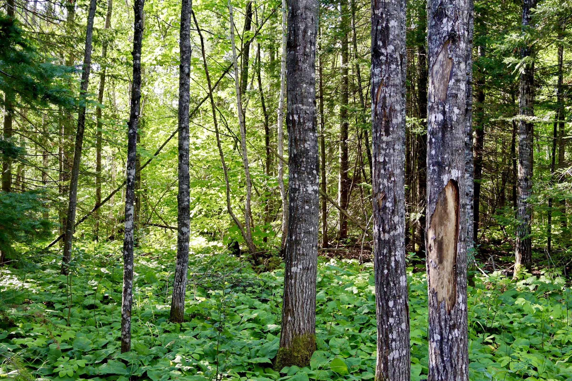 Dense forest with tall trees and green foliage.