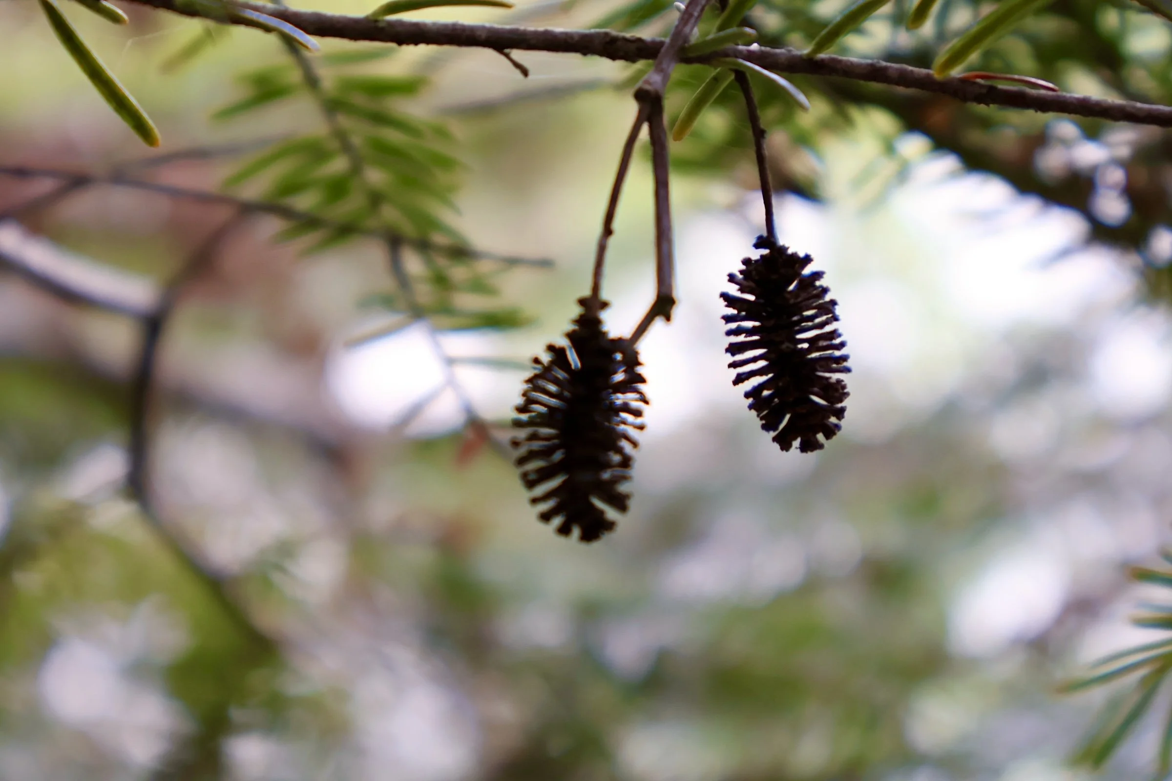 Close-up of two pine cone seed structures hanging from a pine tree branch.