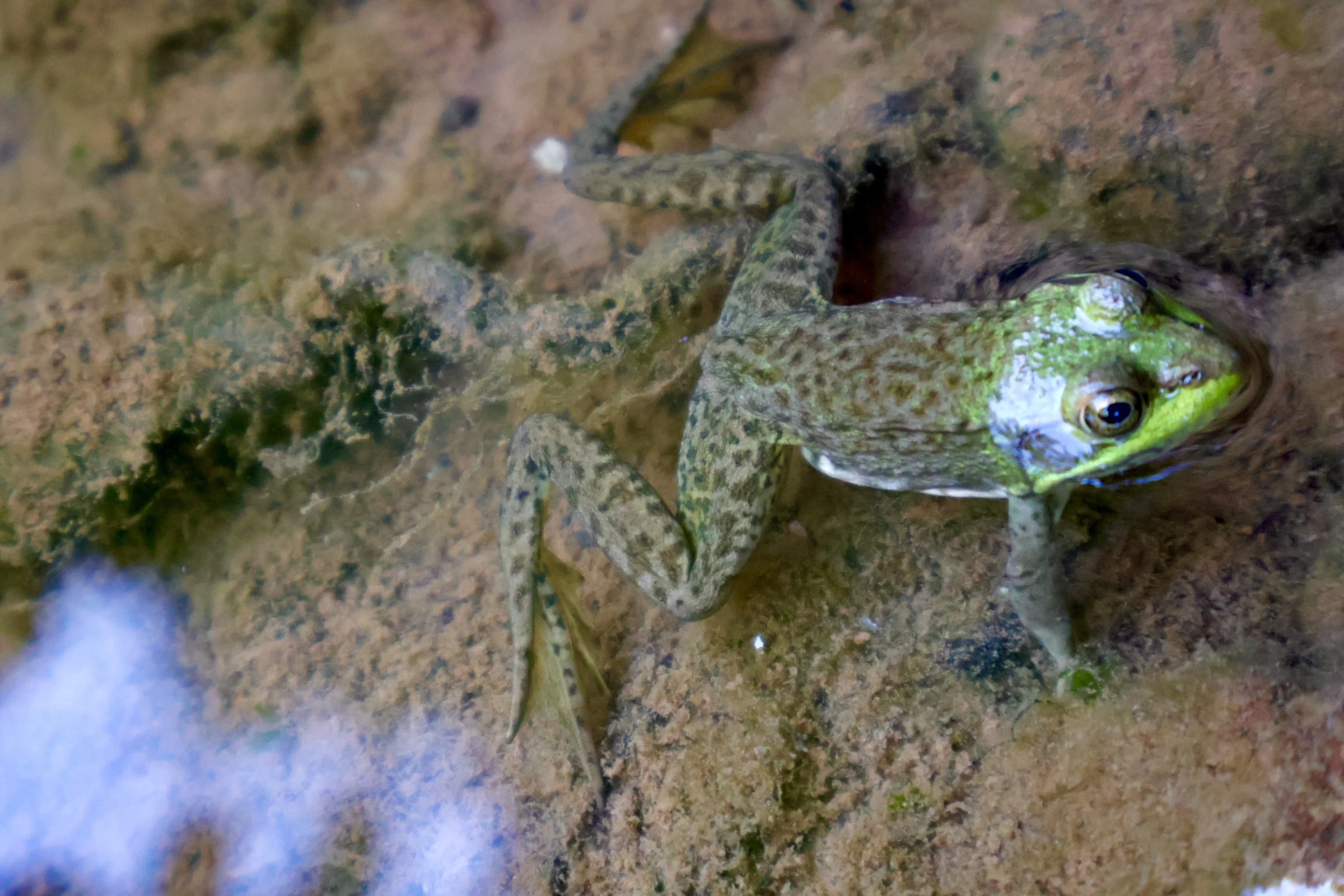 A frog with brown and green markings sitting on the ground near a small body of water, with moss and rocks nearby.