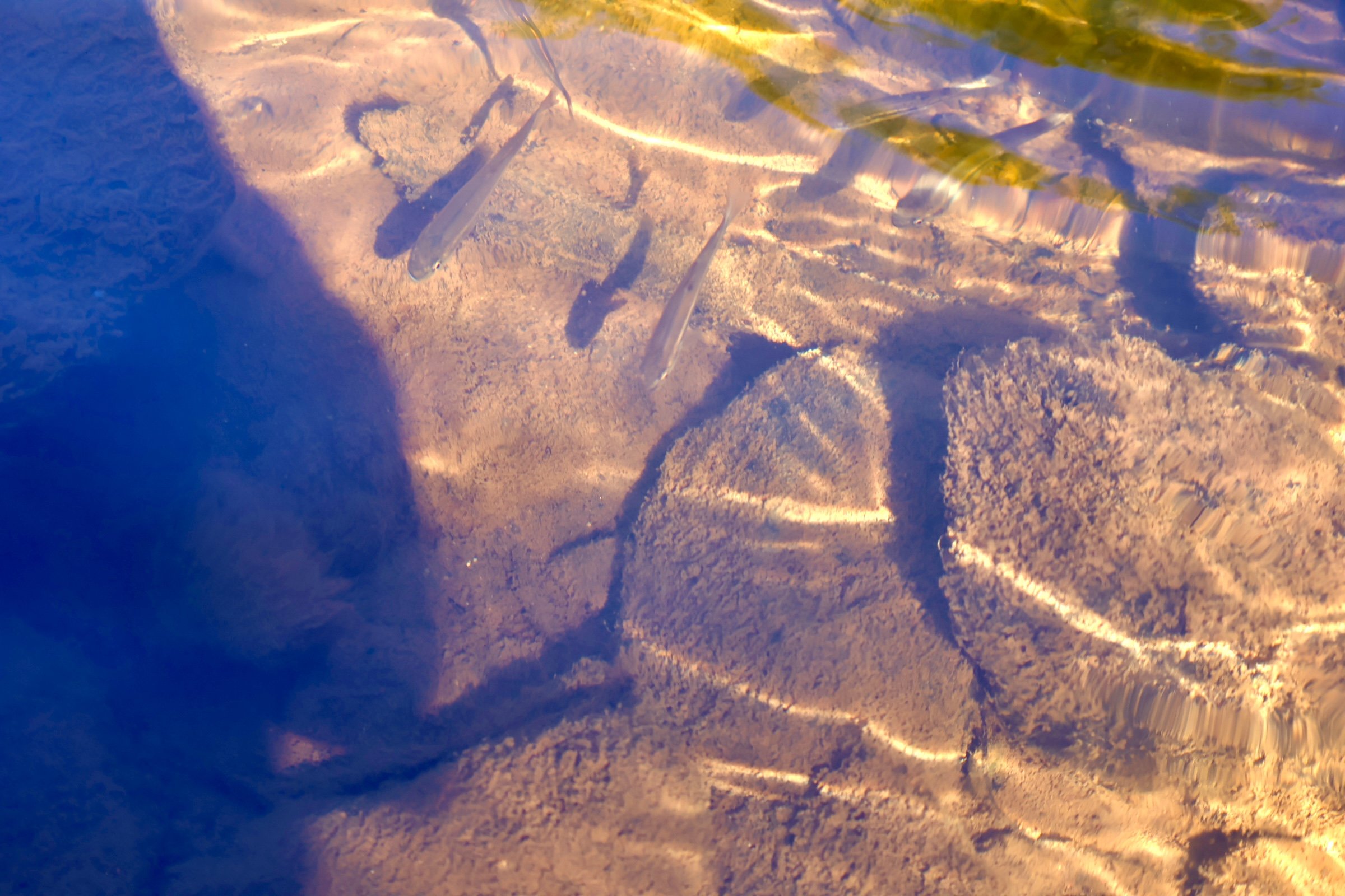 Underwater view of several fish swimming in clear water over sandy bottom with seaweed.