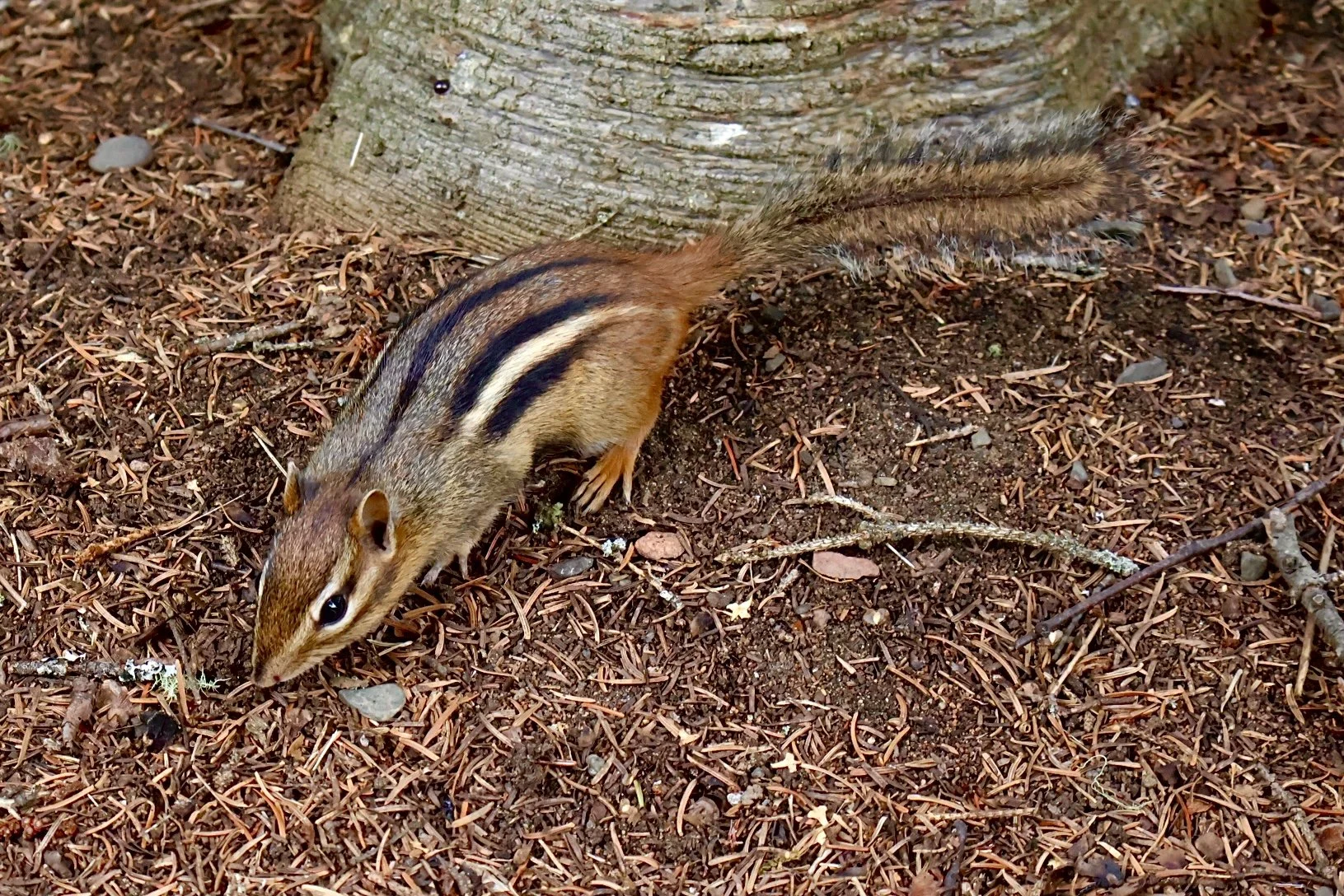 A small chipmunk with brown fur and black and white stripes on its back, foraging on the forest floor near a tree trunk.