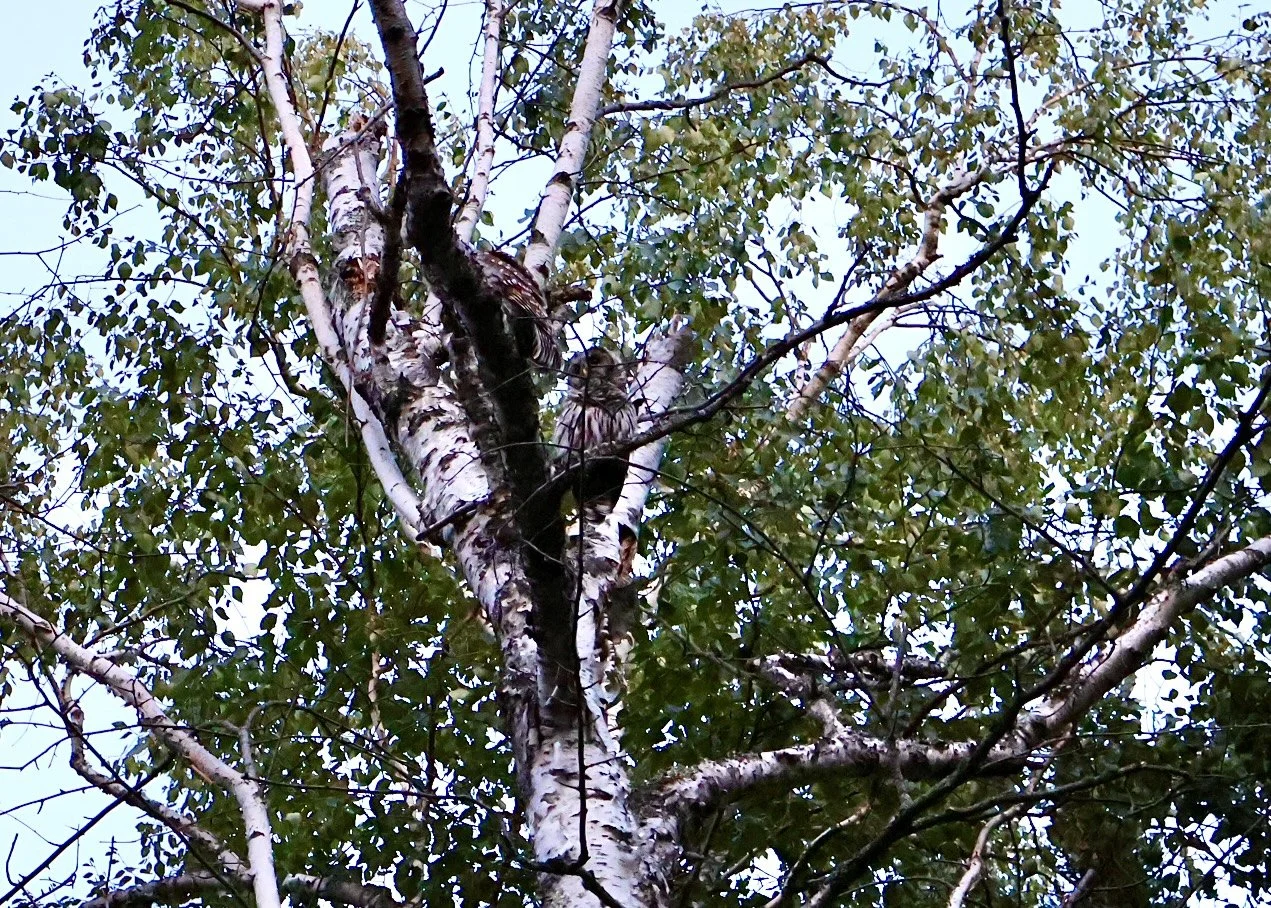 Two hawks perched on a tall, white-barked tree with green leafy branches and a blue sky in the background.