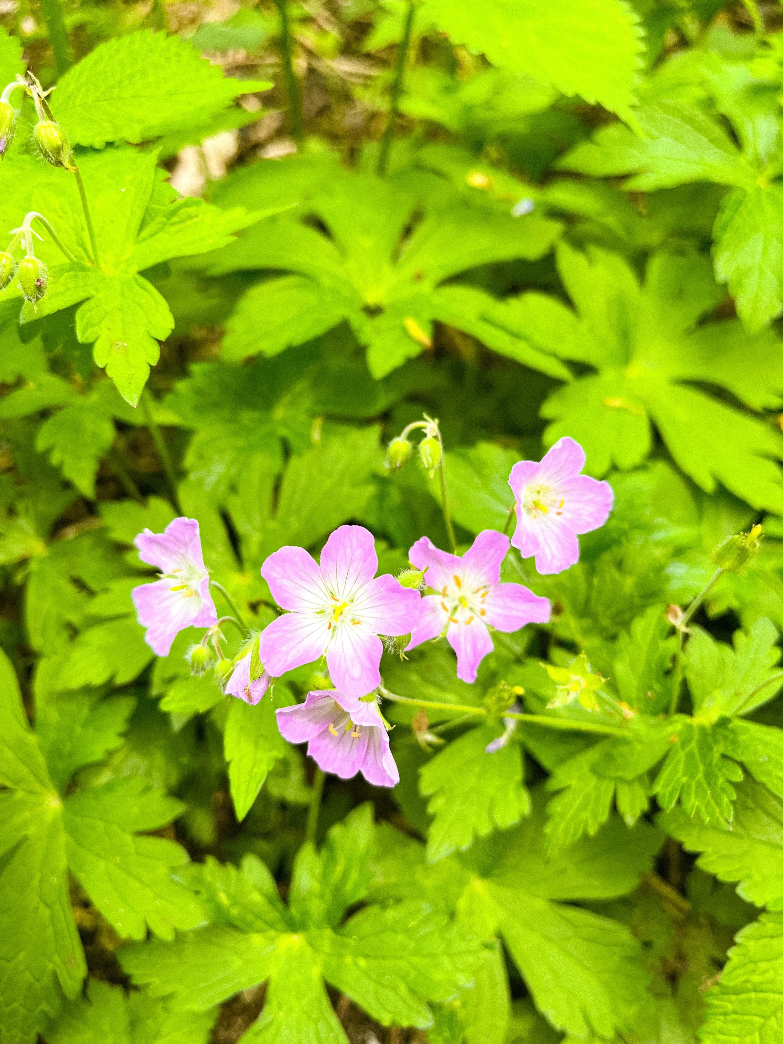Pink flowers with yellow centers surrounded by green leaves.