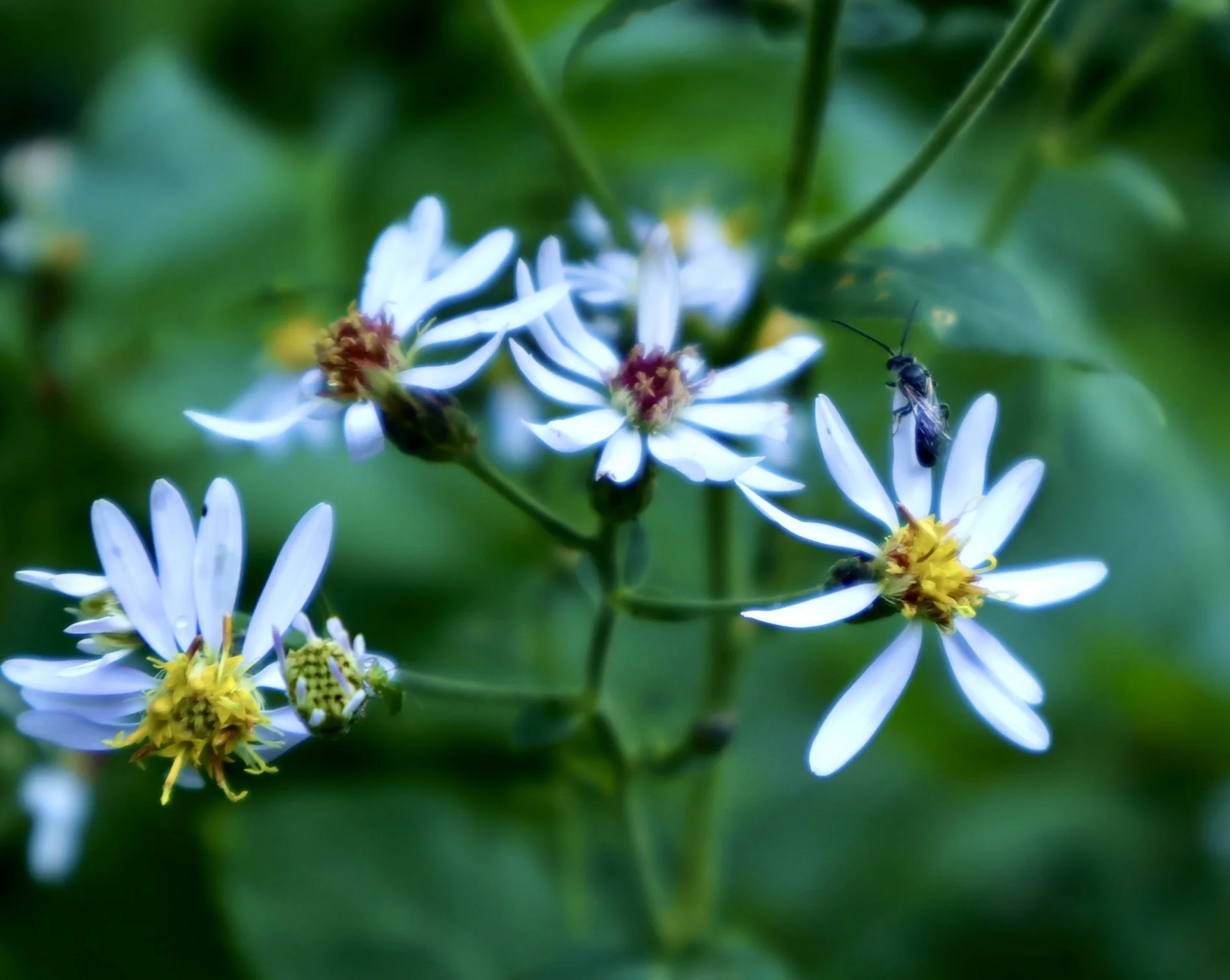 Close-up of small white flowers with yellow centers and a tiny insect on one of the white petals, set against a blurred green background.