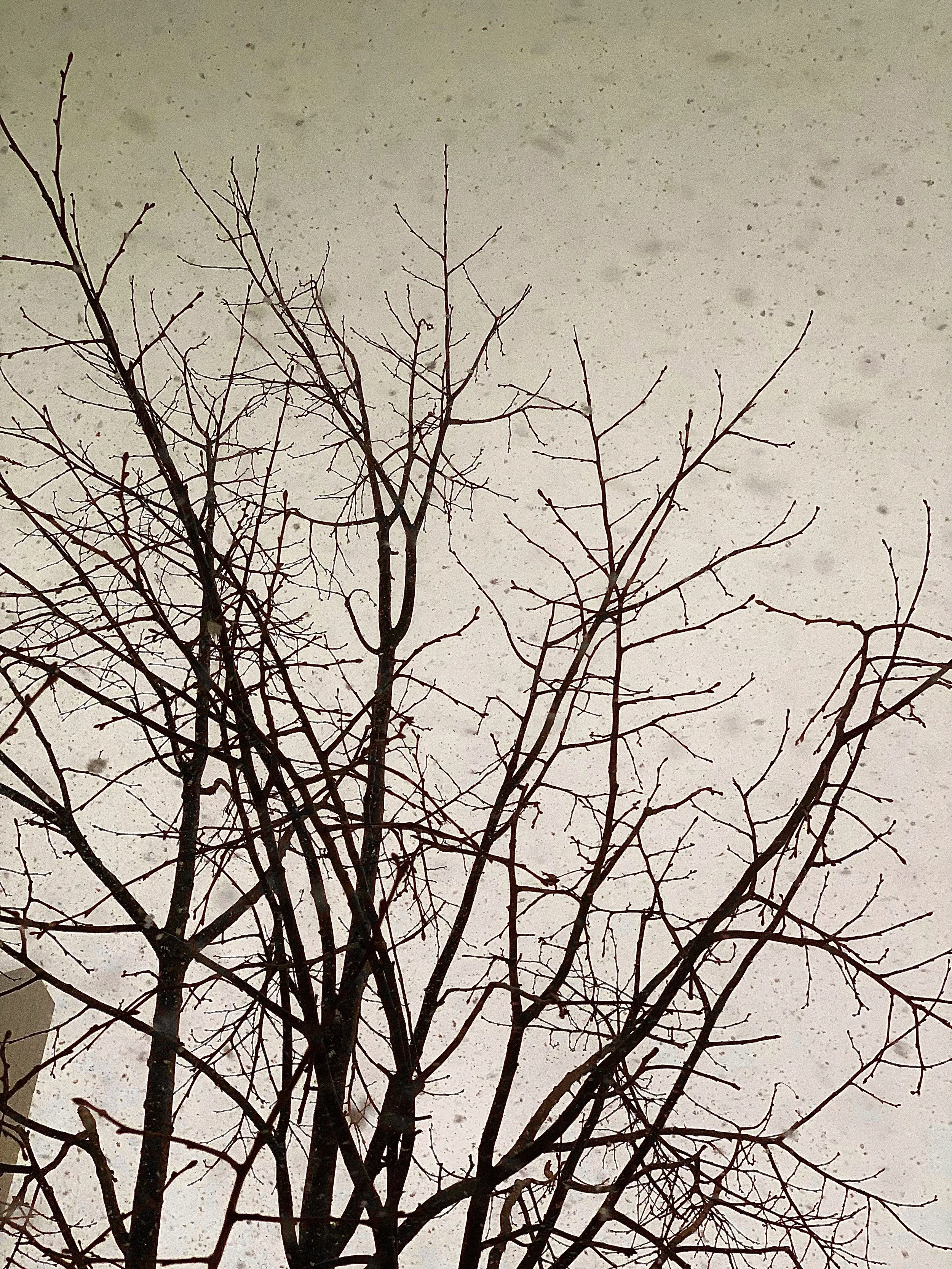 Tree branches without leaves silhouetted against a gray, snowing sky.