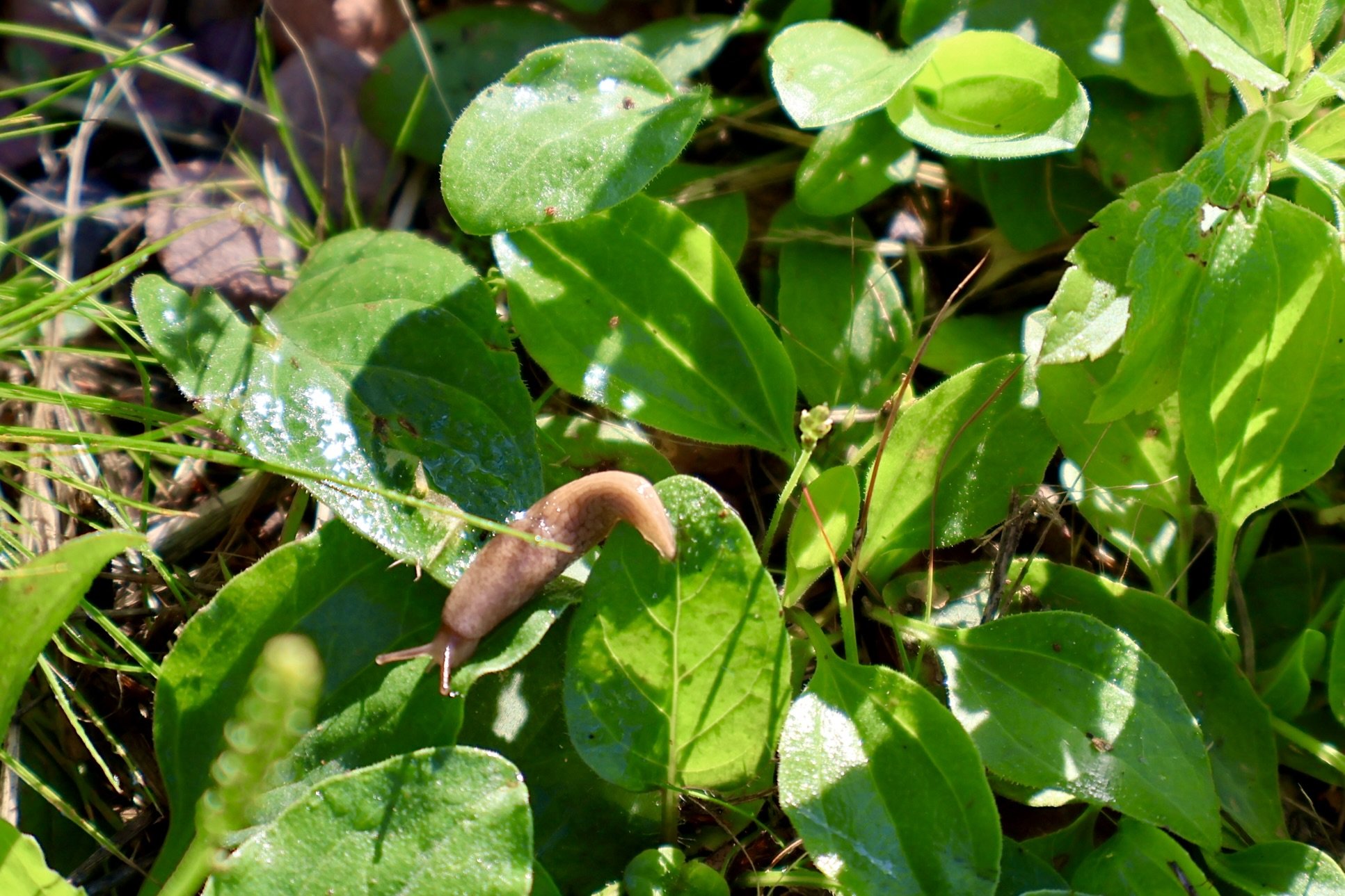 Close-up of green leaves and grass on the ground, with a small brown slug on one of the leaves.