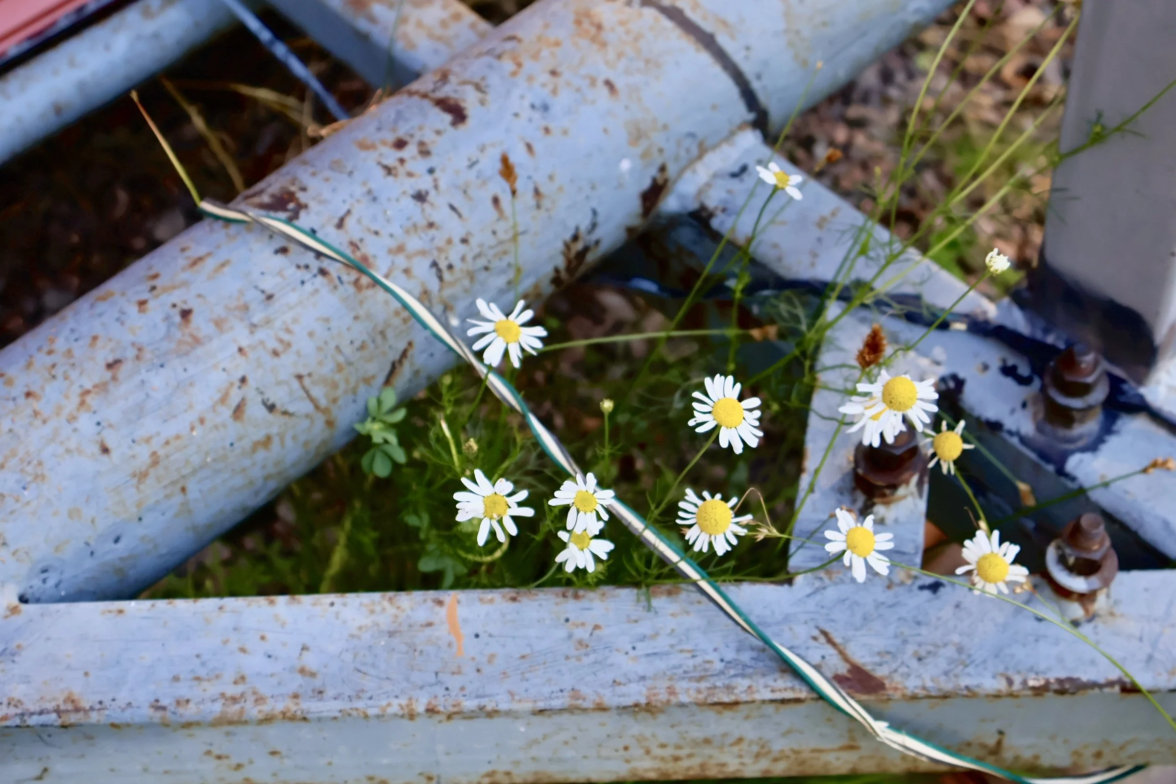 Close-up of small white daisies with yellow centers growing near rusted metal pipe and bolts.