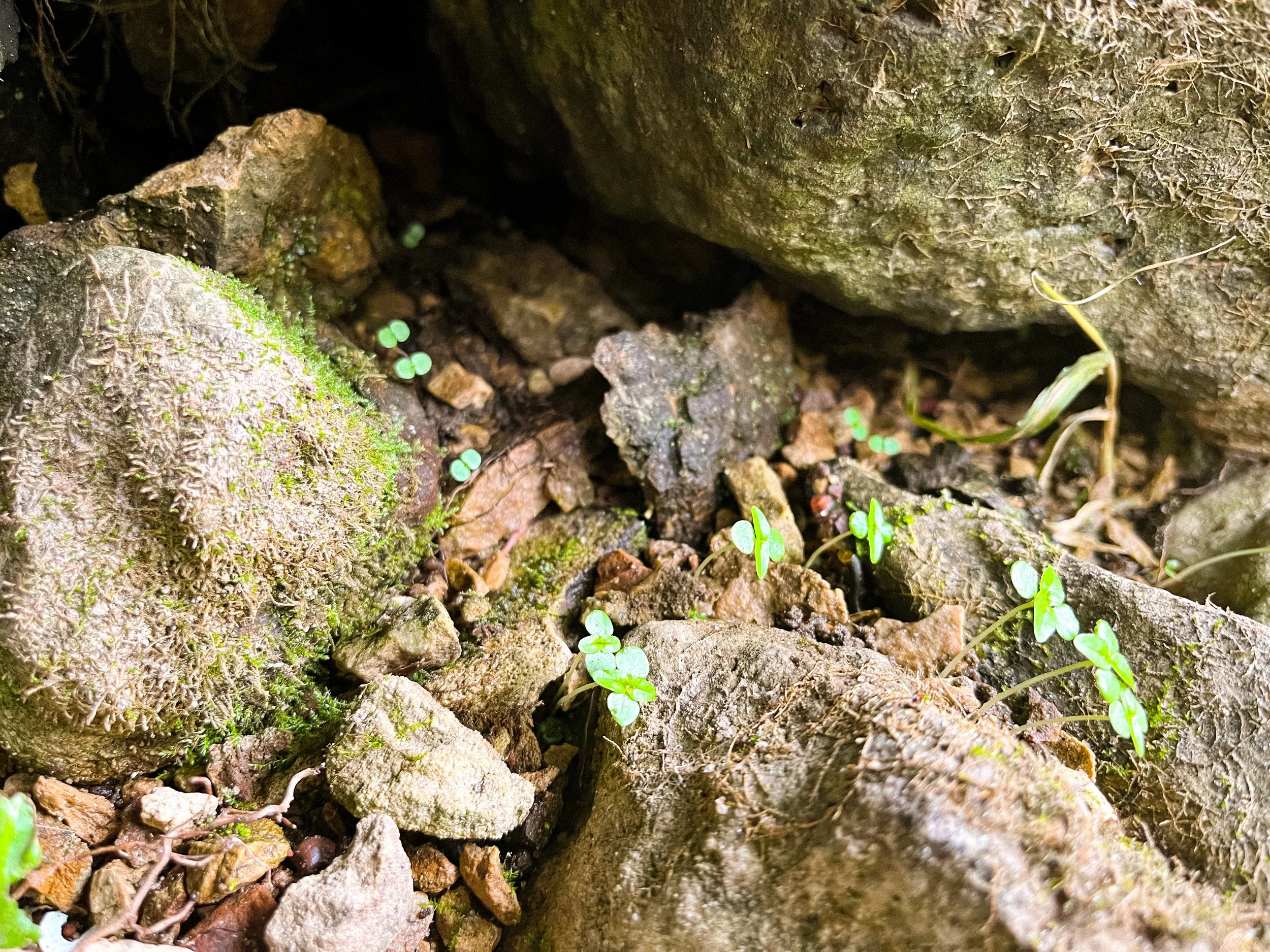 Close-up of rocks, moss, and small green plants growing in a crevice or between stones.