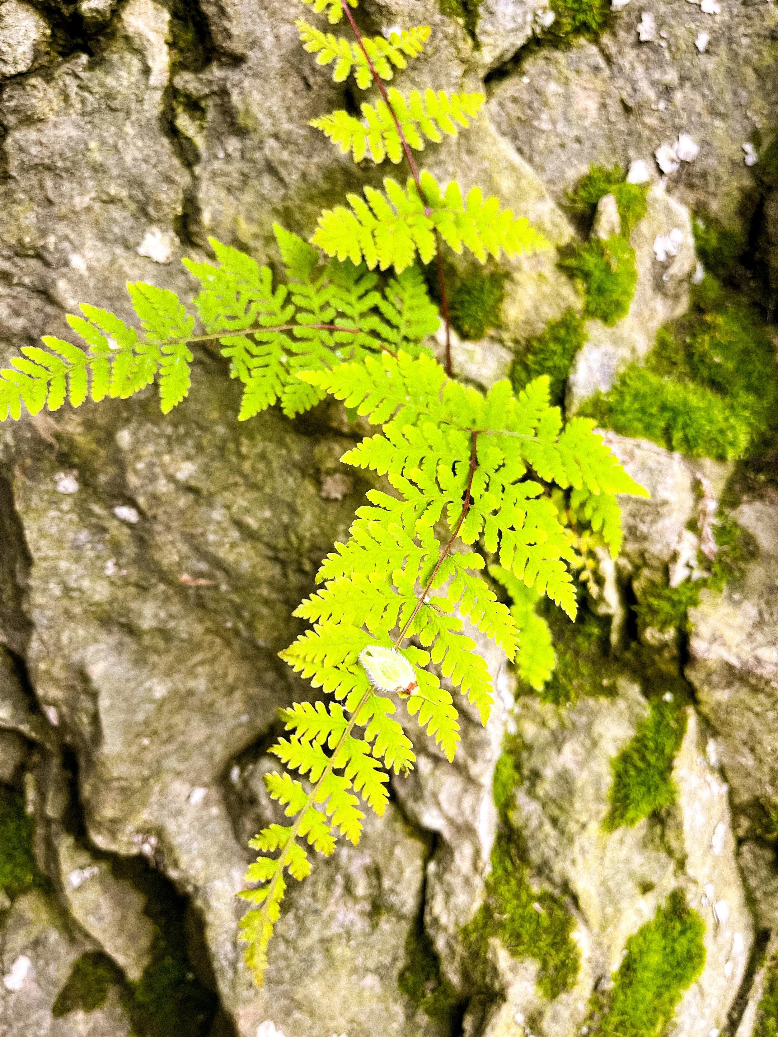Close-up of a small green fern growing on a moss-covered stone wall.