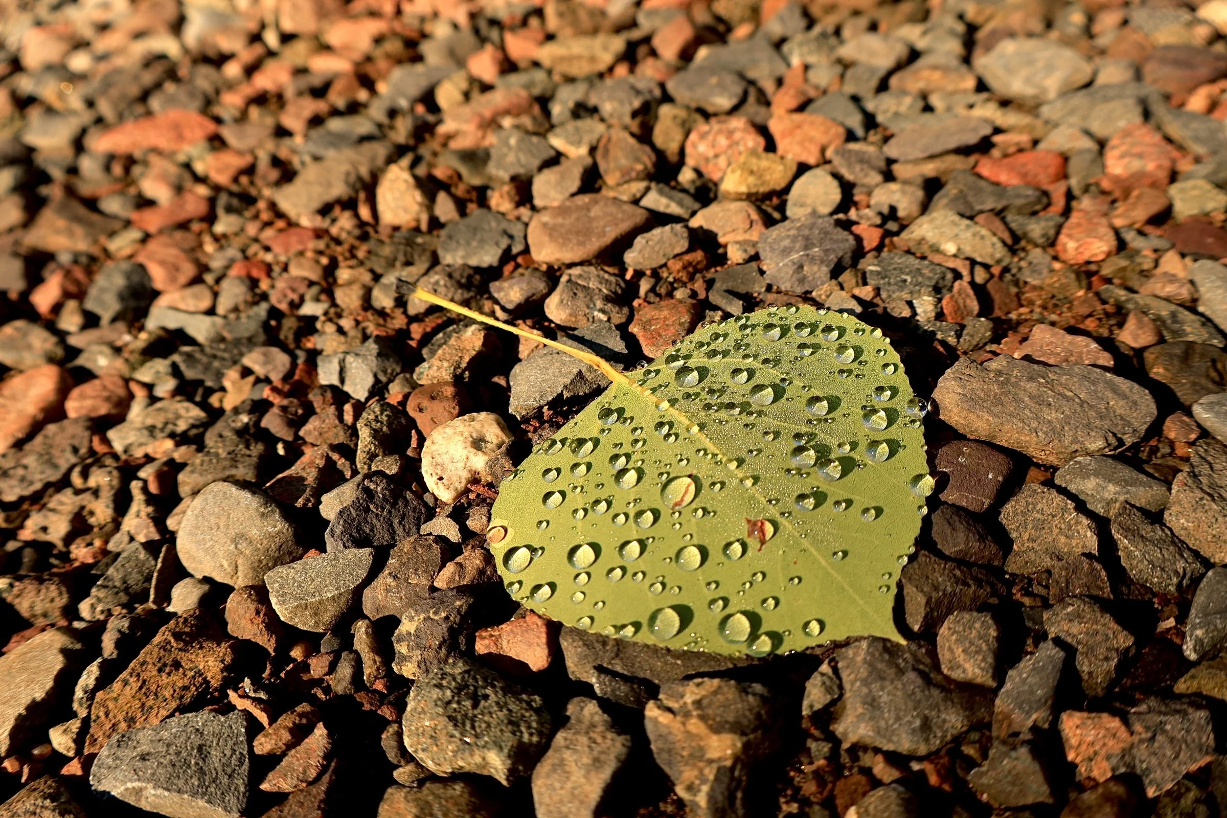 A green leaf with water droplets lying on top of small, rough rocks.