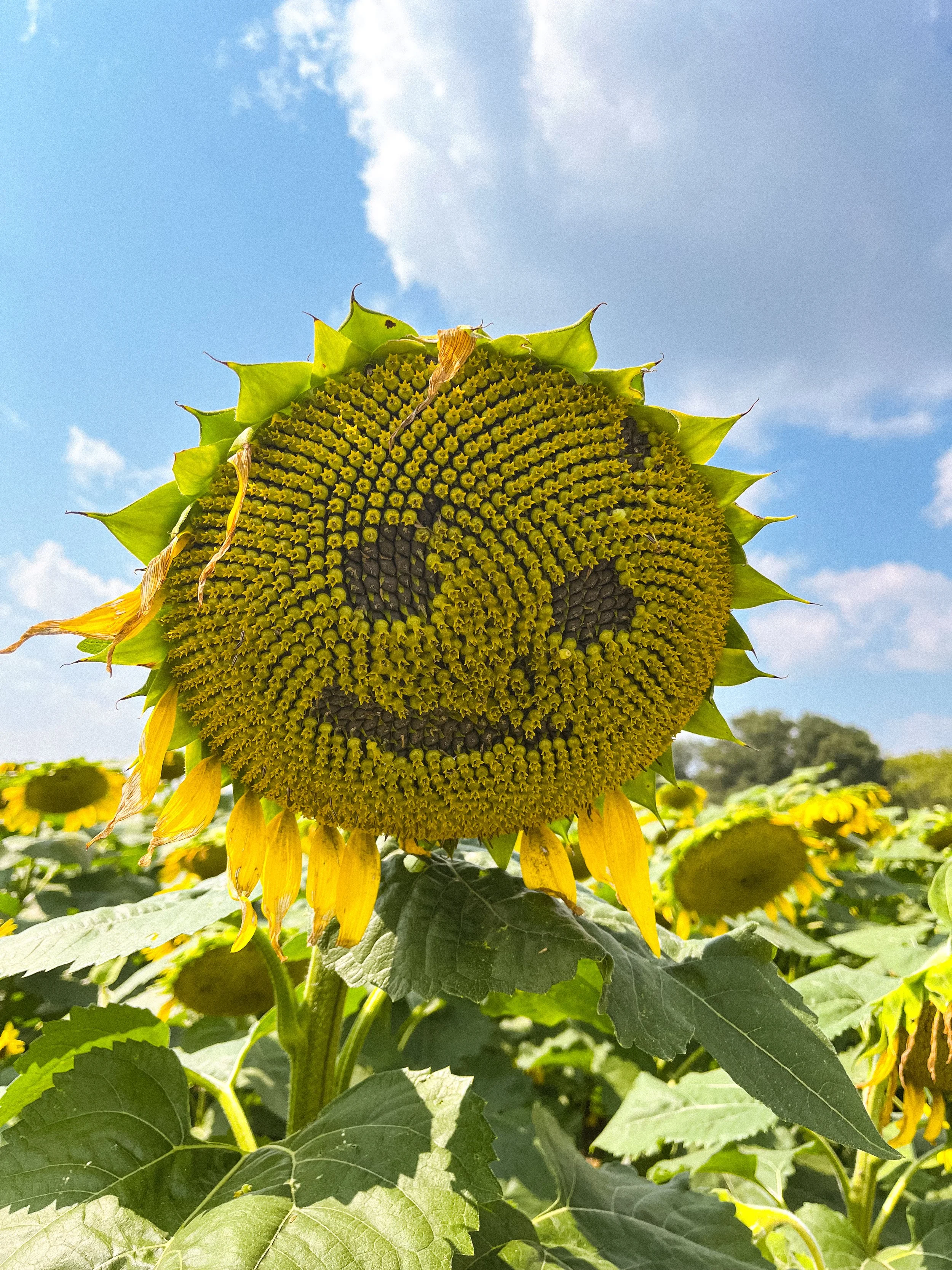 A large sunflower head with yellow petals hanging downward, set against a background of green leaves and a partly cloudy blue sky.