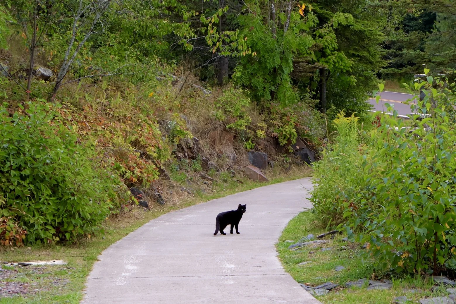 A black cat standing on a winding concrete sidewalk surrounded by green bushes and trees, with a hillside to the left and a road with a car visible in the distance to the right.