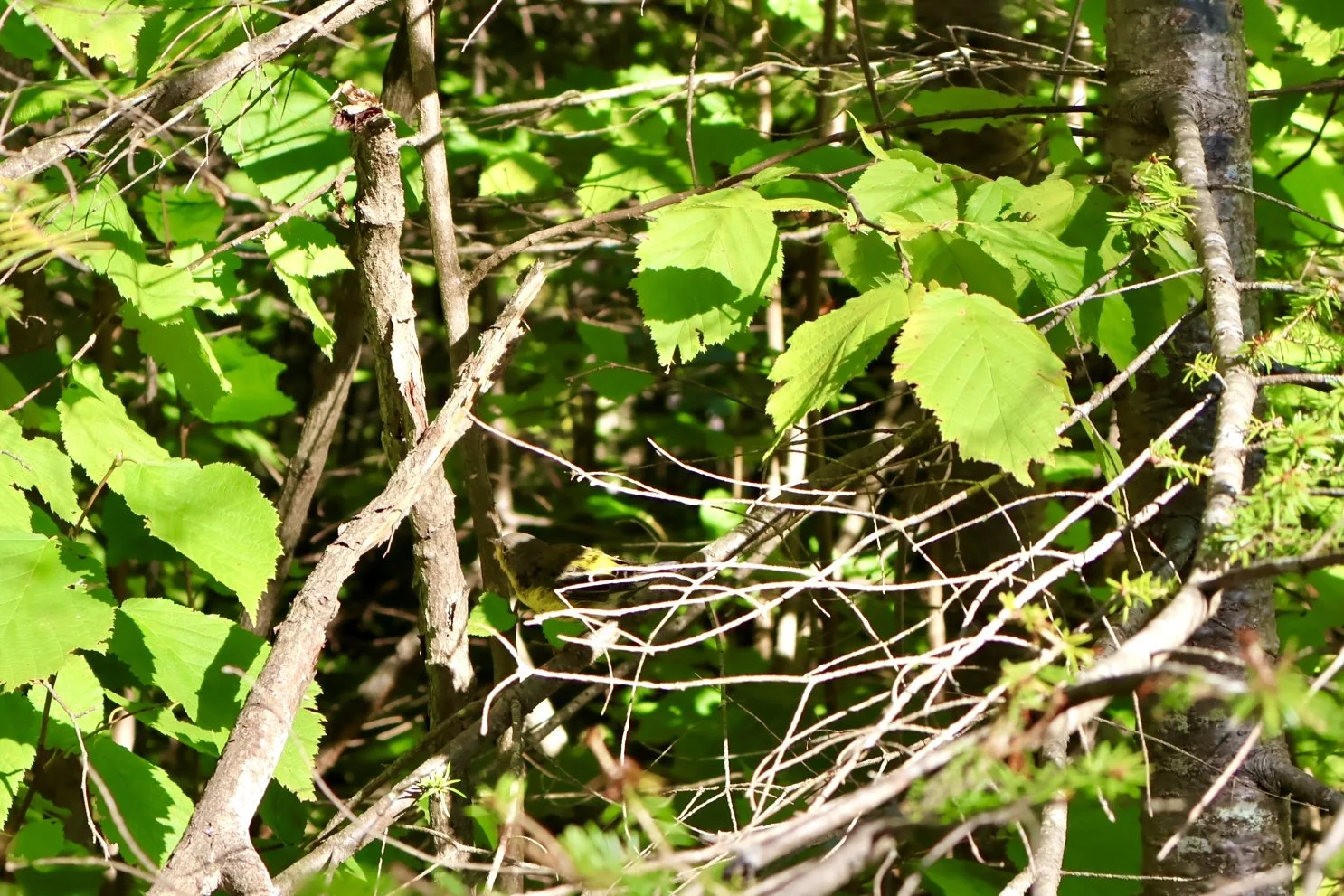 A small yellow and black bird perched on a branch amid green leaves and twigs in a dense forest.