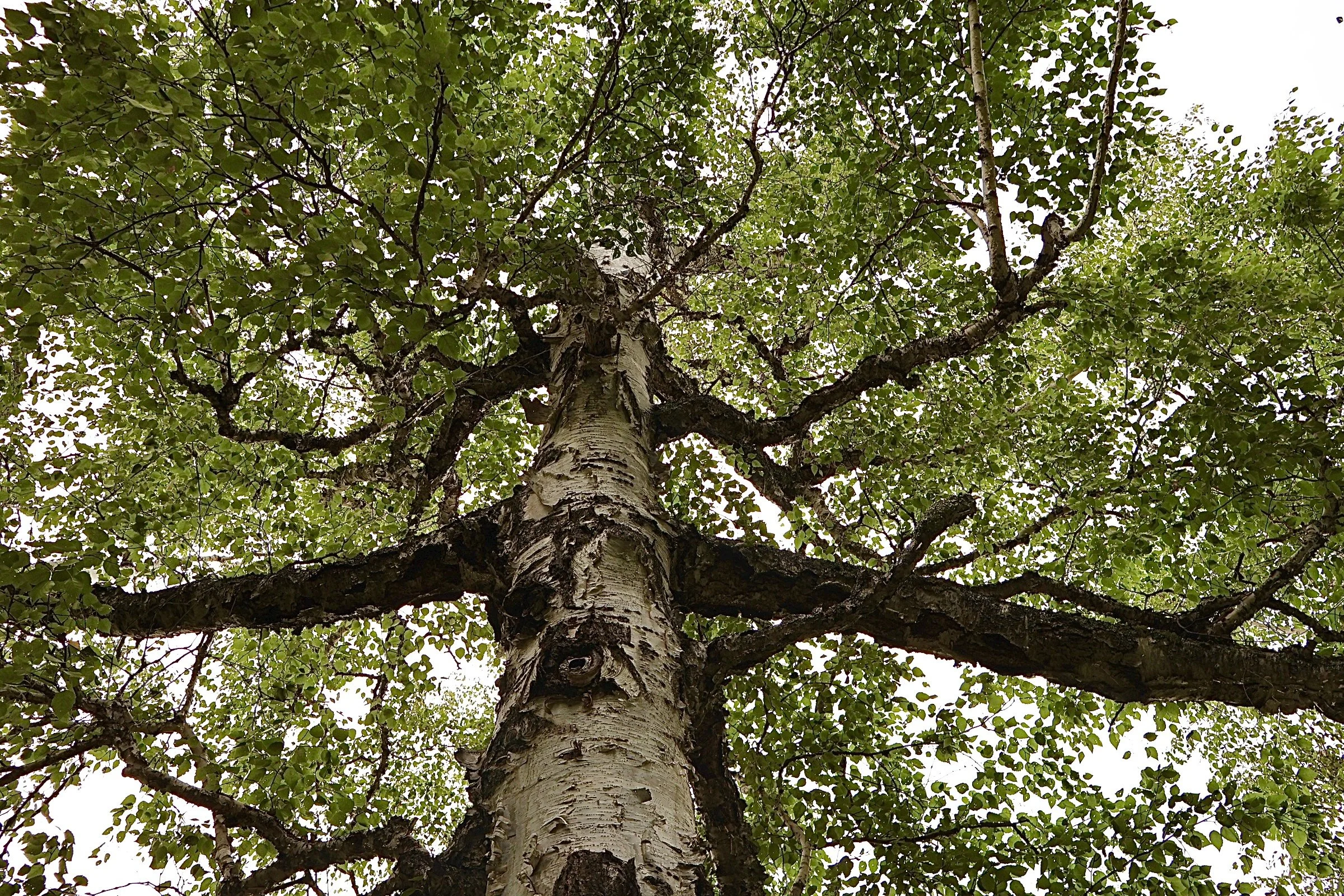 Looking up at a tall tree with a light-colored, textured bark and abundant green leaves against a bright sky.