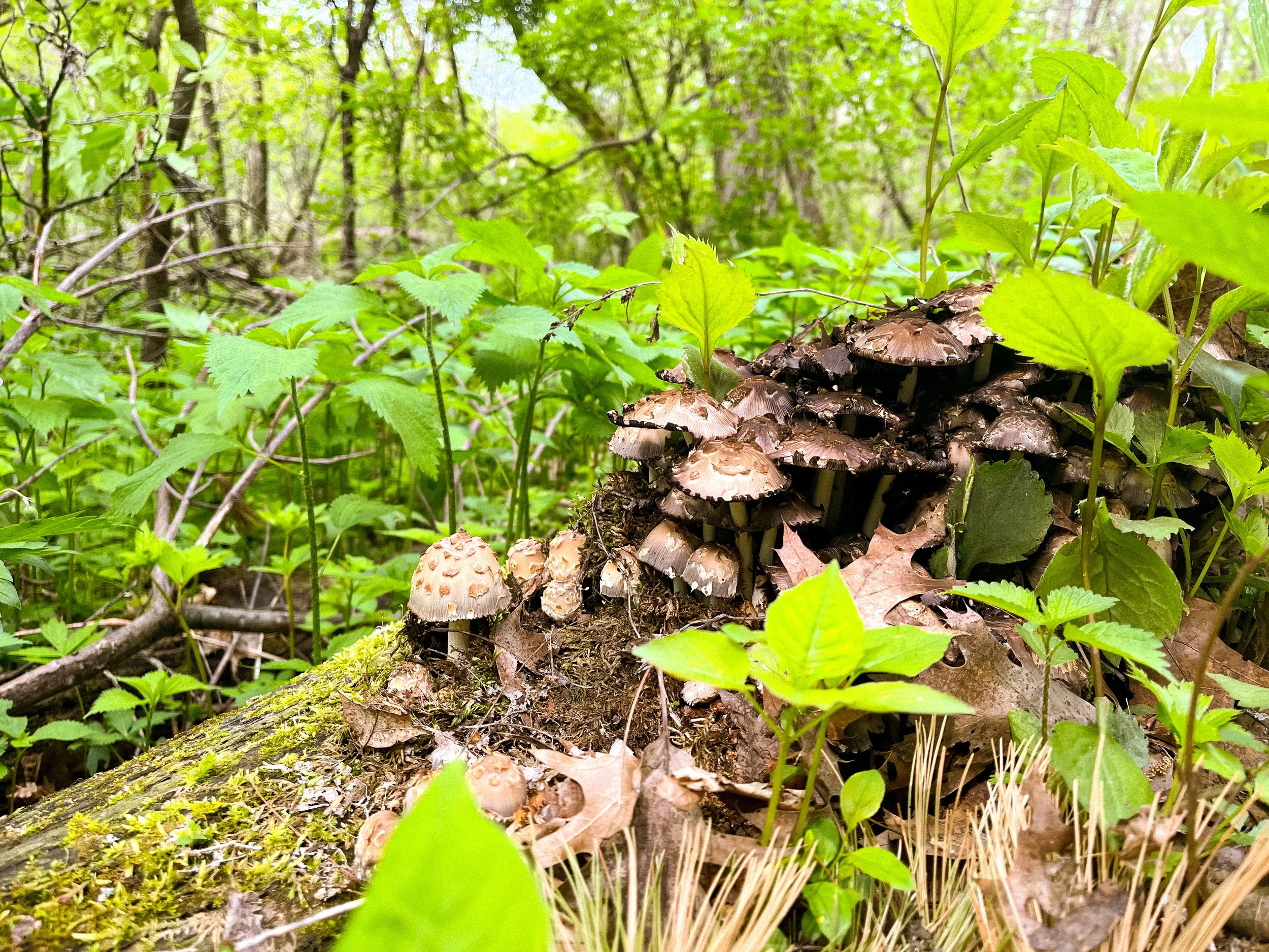 A cluster of mushrooms growing on a fallen log in a lush green forest, surrounded by green leaves and moss.