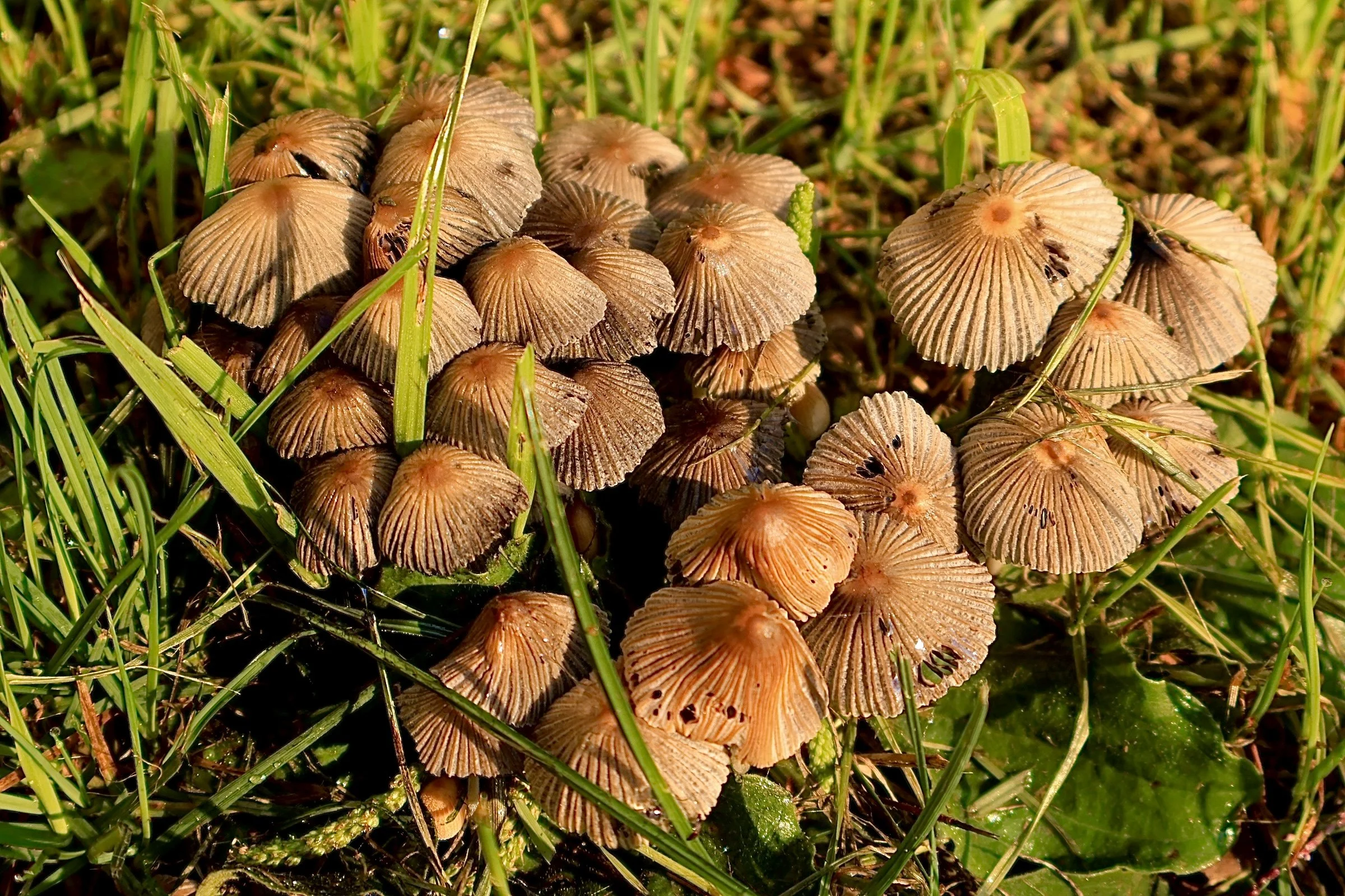 A cluster of small, light brown mushrooms growing among green grass and plants.