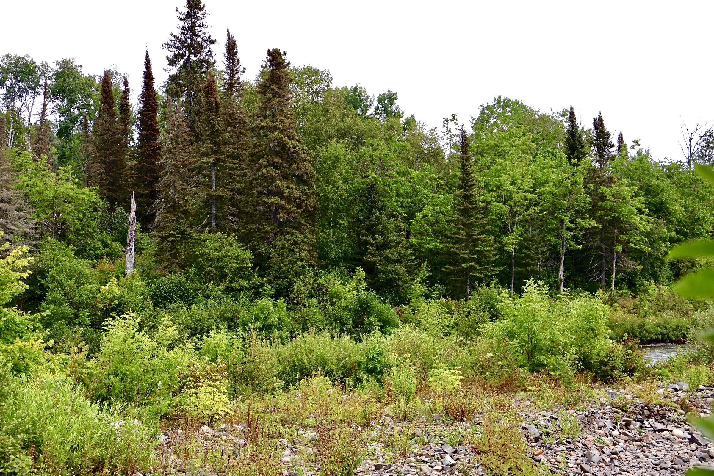 A forest scene with tall evergreen trees, green foliage, and a rocky riverbank on the right side.