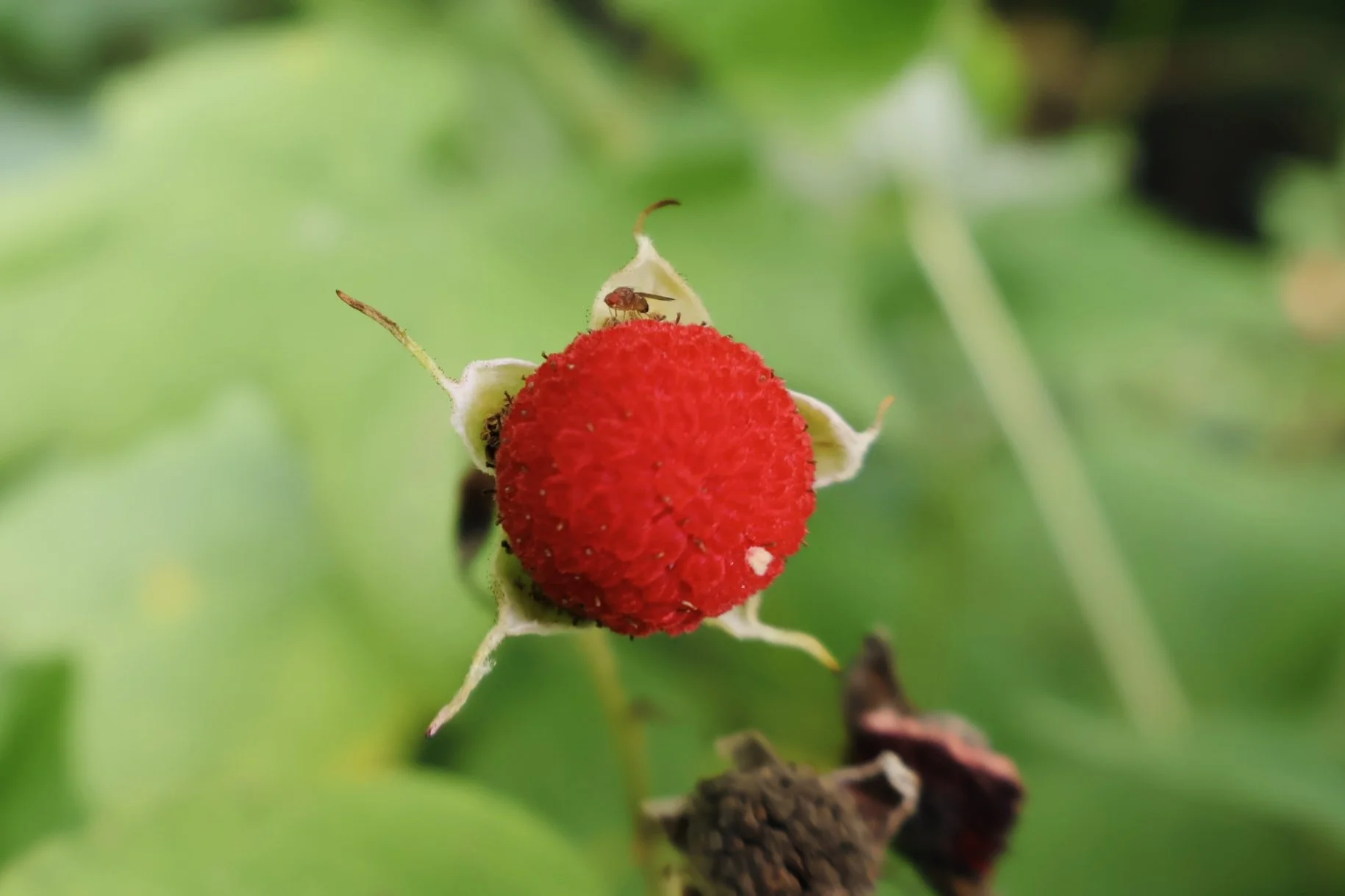 Close-up of a small red fruit on a plant with tiny insects around it, set against a blurred green background.