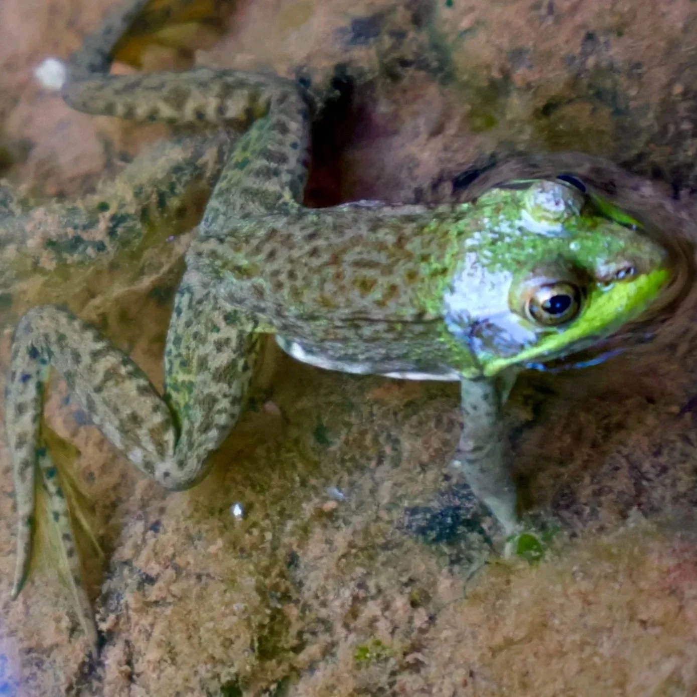 A frog with green and brown mottled skin sitting on wet rocks and surrounded by mud.