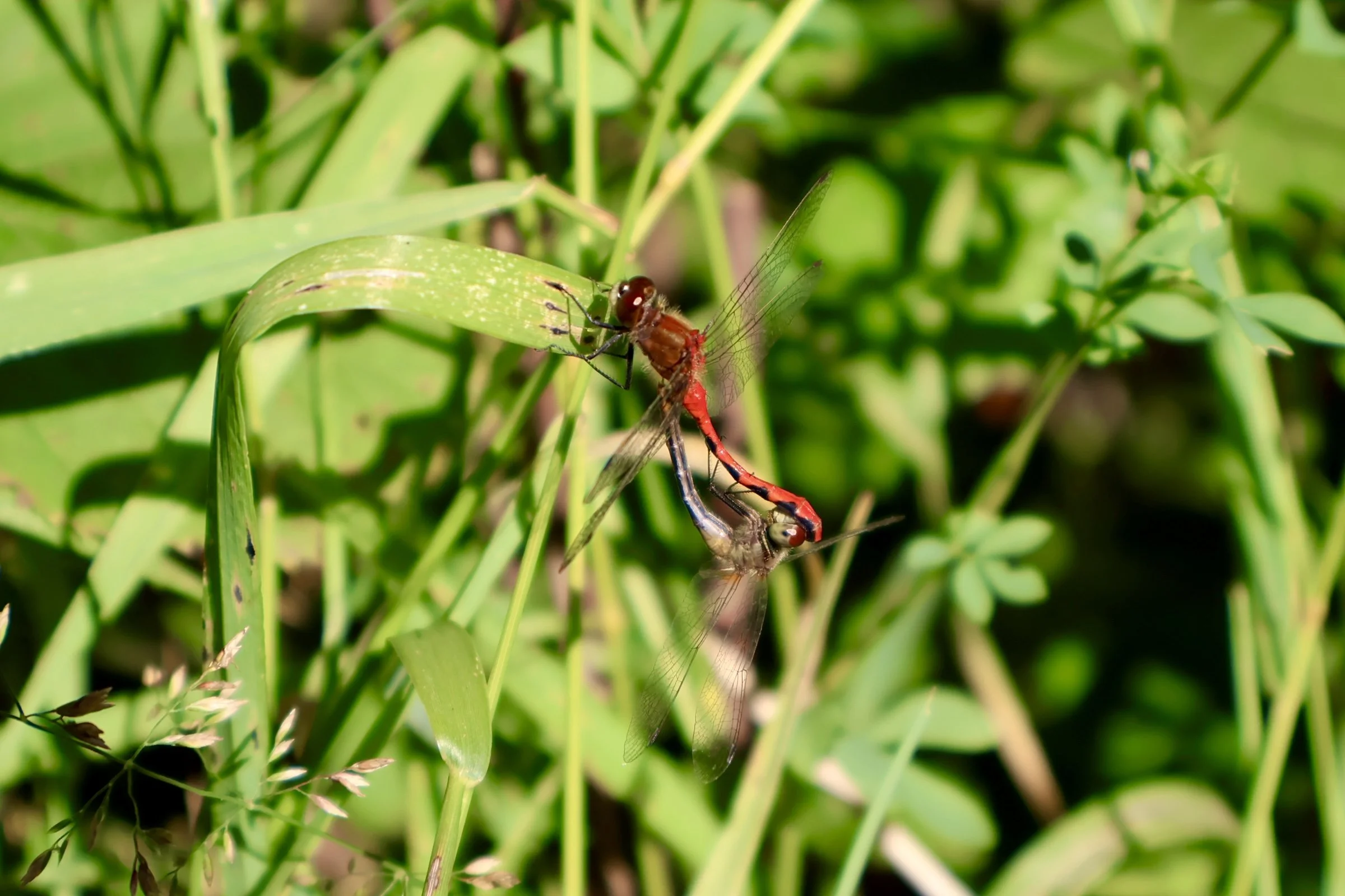 Close-up of a dragonfly with transparent wings resting on green grass amidst lush vegetation.