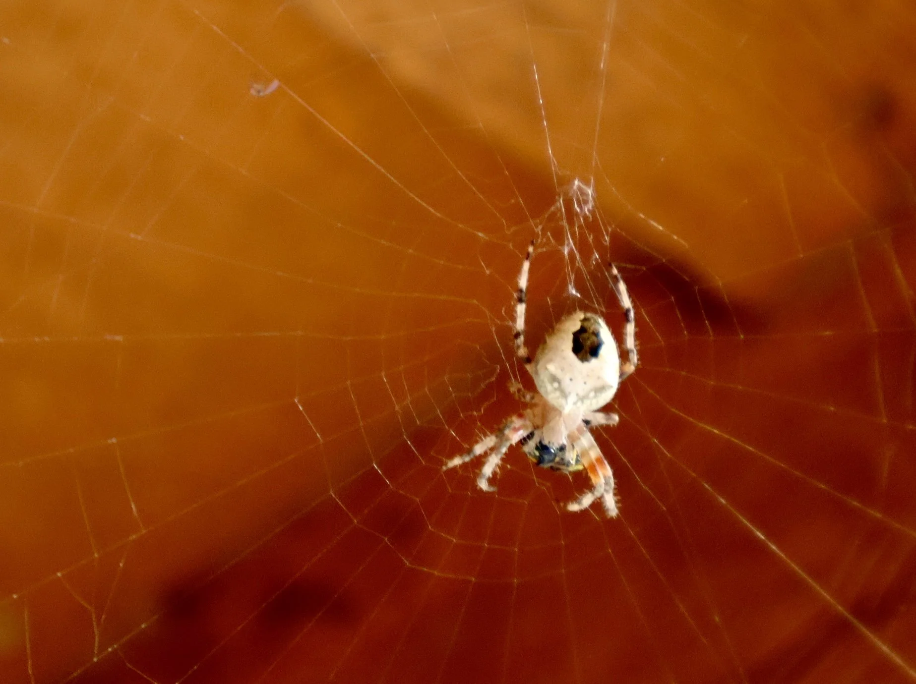 Spider with white and black markings on its abdomen sitting in the center of its web, which is attached to a colorful background.