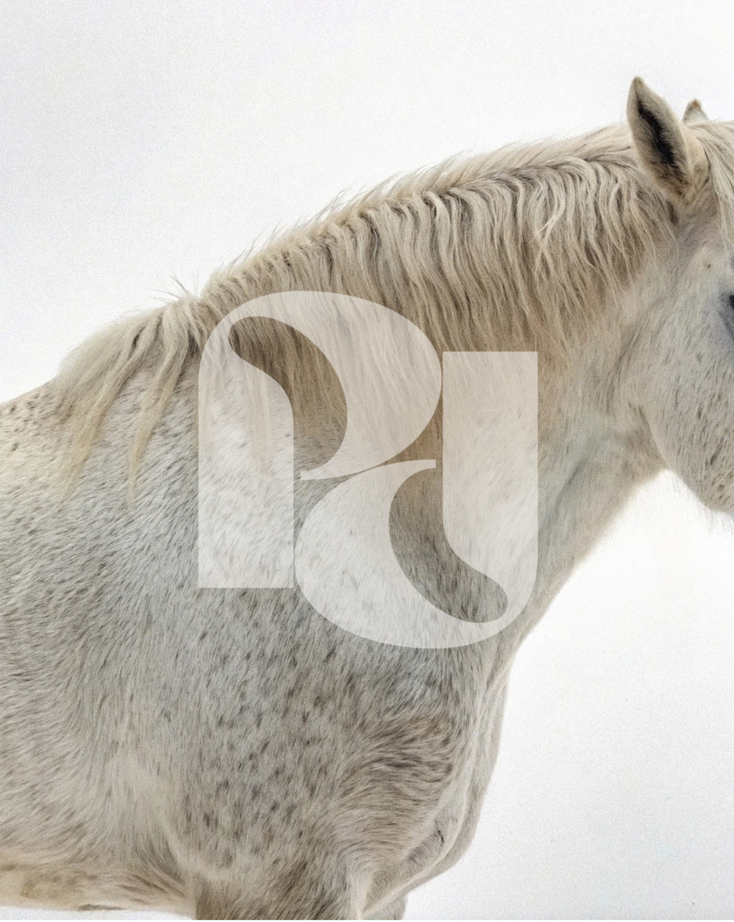 Close-up of a light-colored horse's mane, ear, and part of its head against a plain white background.