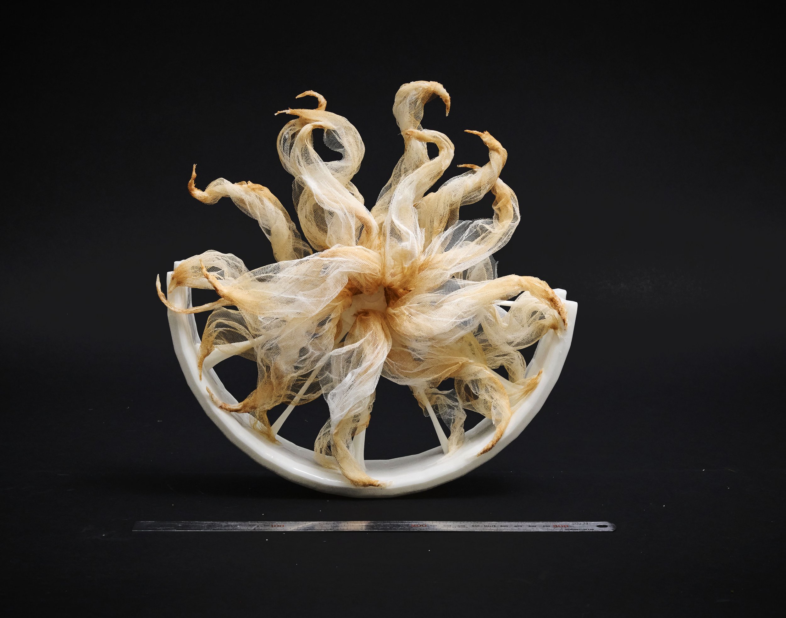 Dried, twisted vegetable or fungus on a white dish against a black background, with a ruler beneath for scale.
