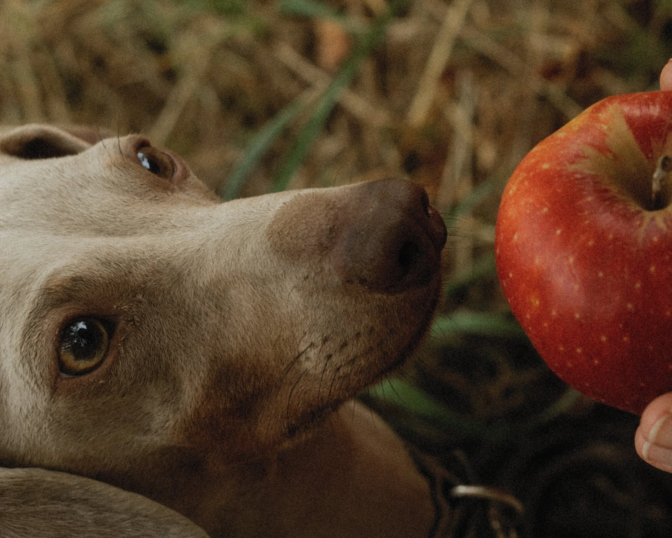 Nahaufnahme eines Hundes mit braunem Fell, der eine rote Apfel in die Schnauze nimmt, im Hintergrund unscharfer Boden mit Laub.