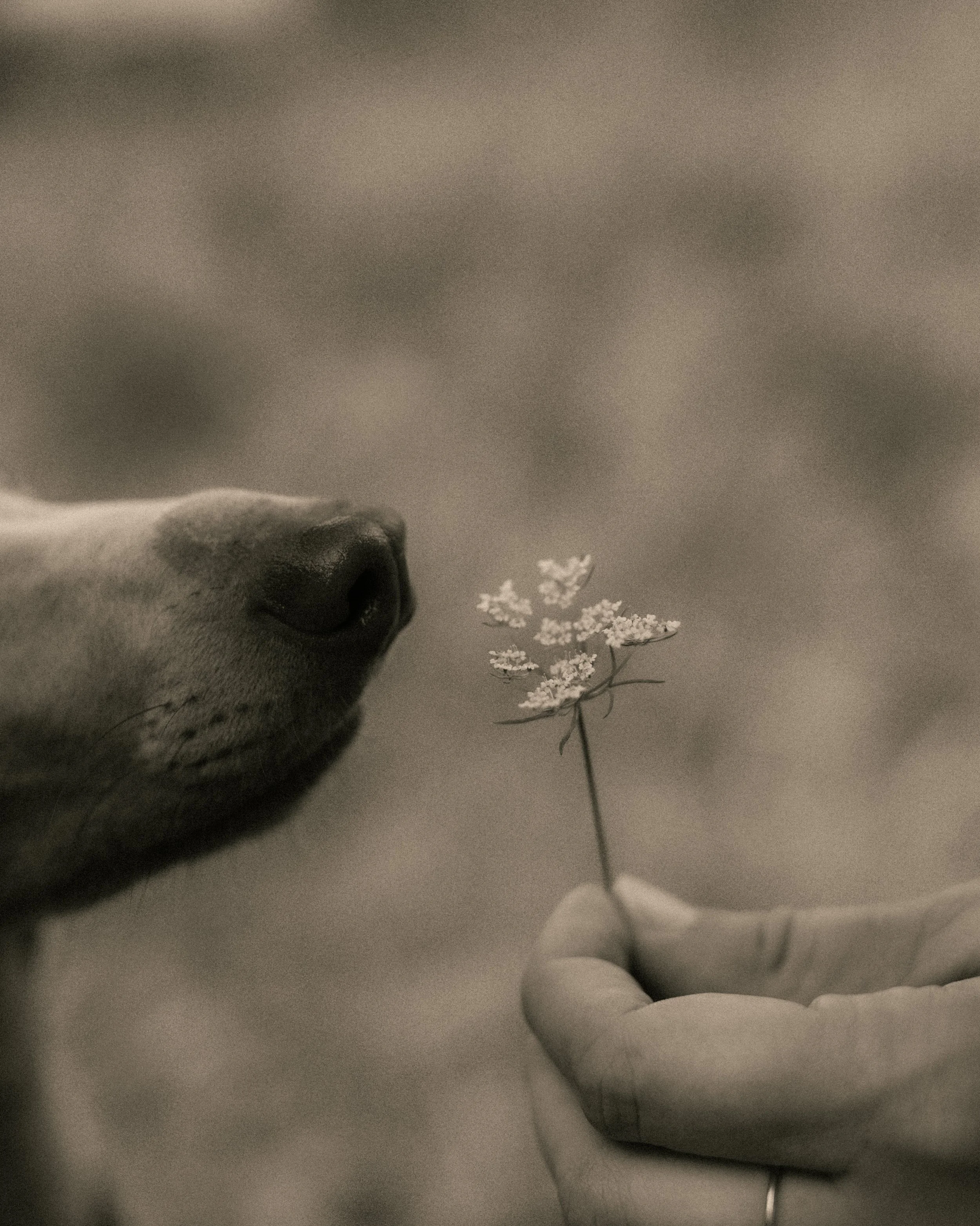 Nahaufnahme eines menschlichen Gesichts, einer Hand, die eine kleine weiße Blume hält, in einem neutralen Hintergrund.