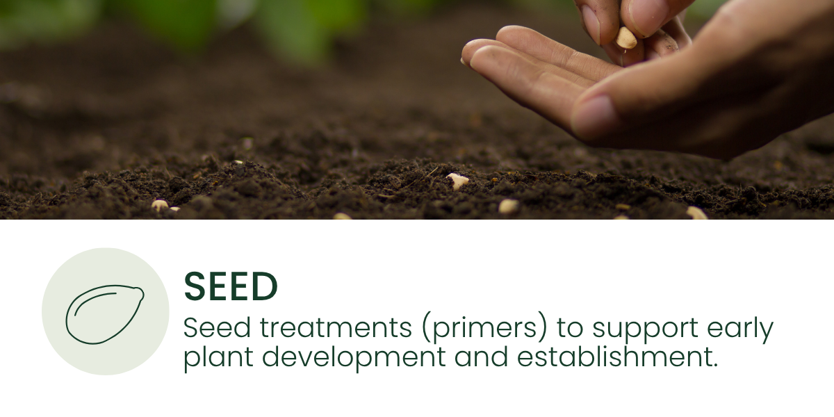 Person planting seeds in soil with a close-up of their hand and seeds on the ground.