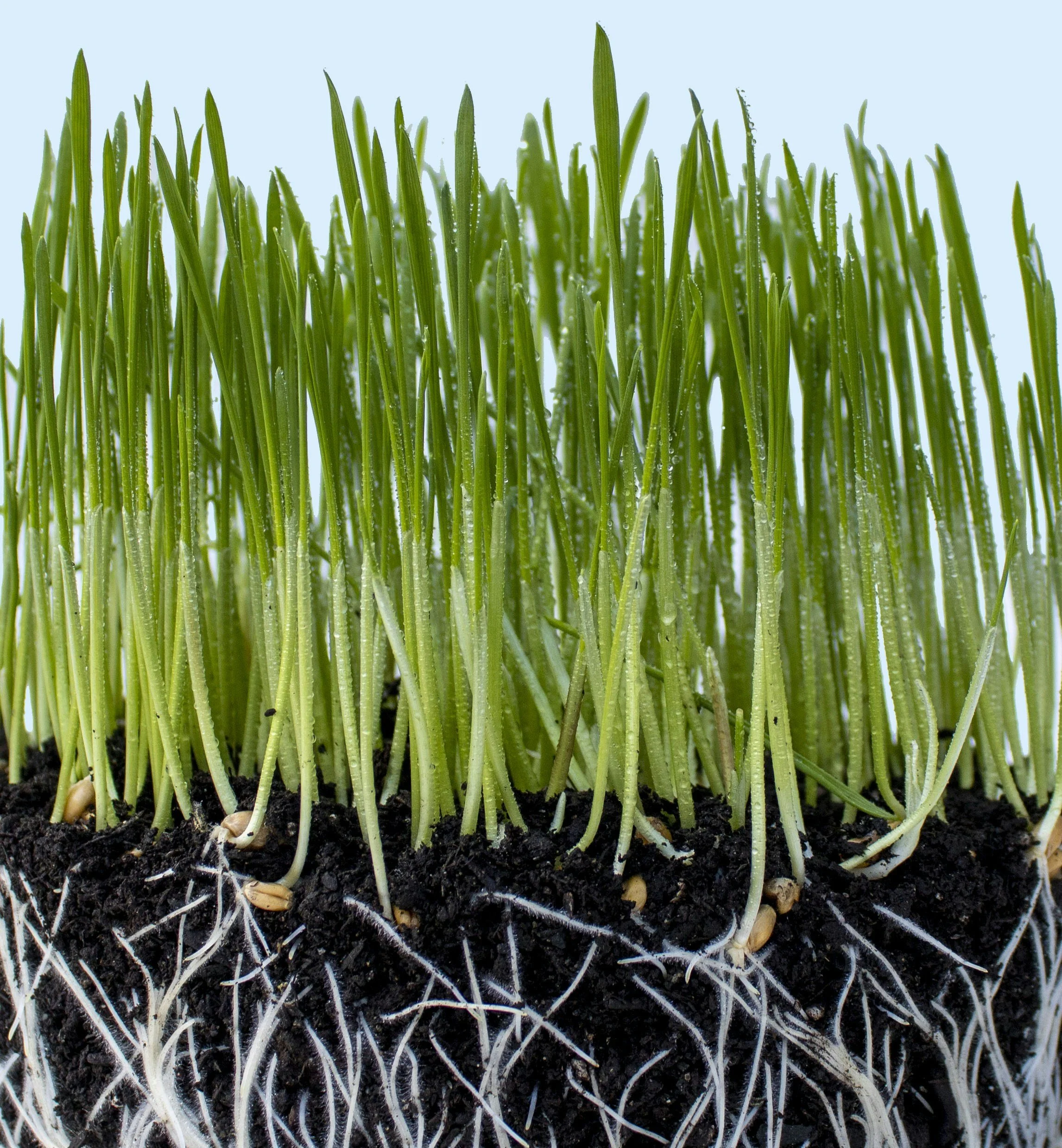 Close-up of green grass blades with visible roots and soil underneath, taken from underground.