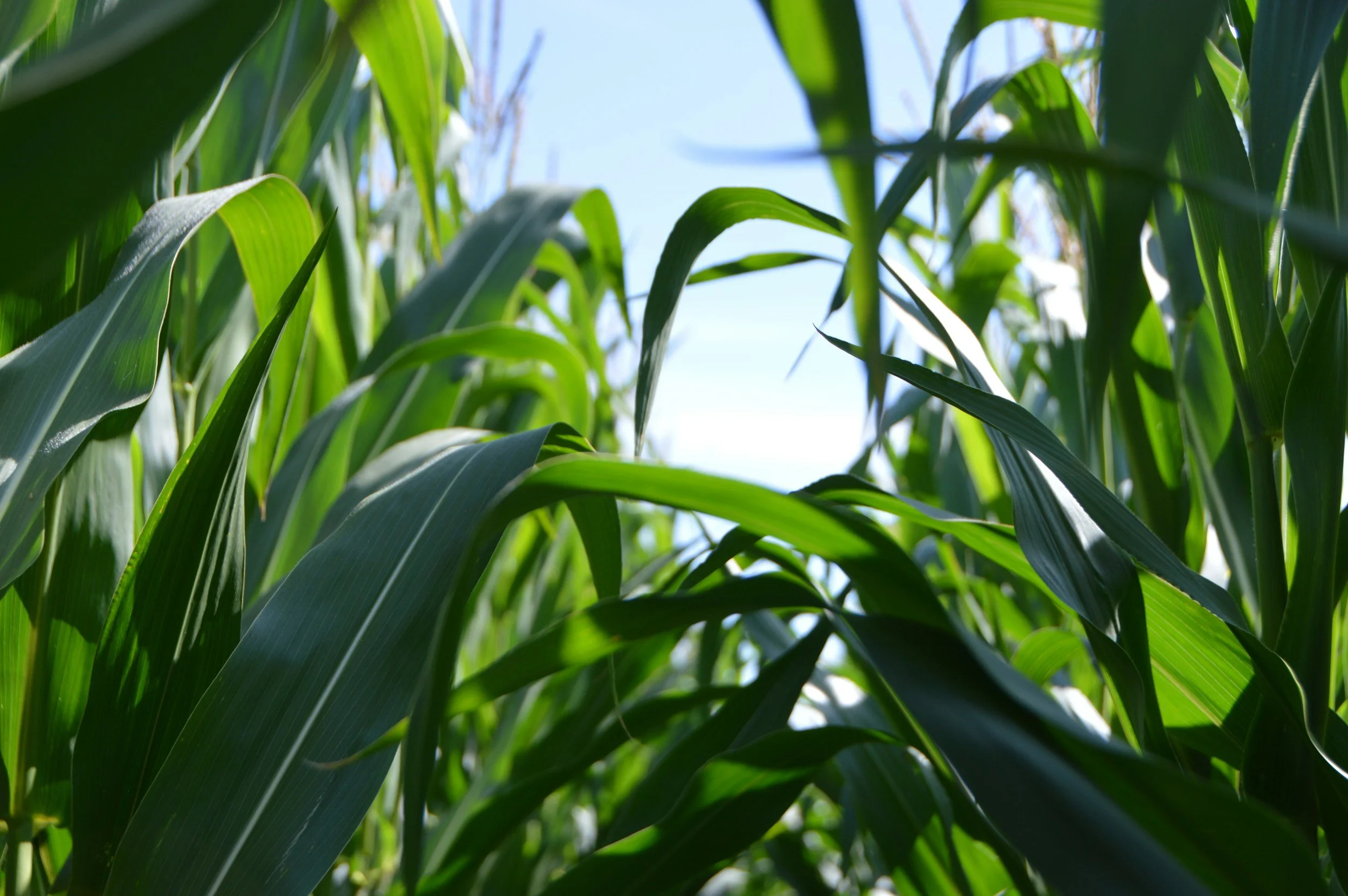 Close-up view of green corn plants with leaves and sky in the background.