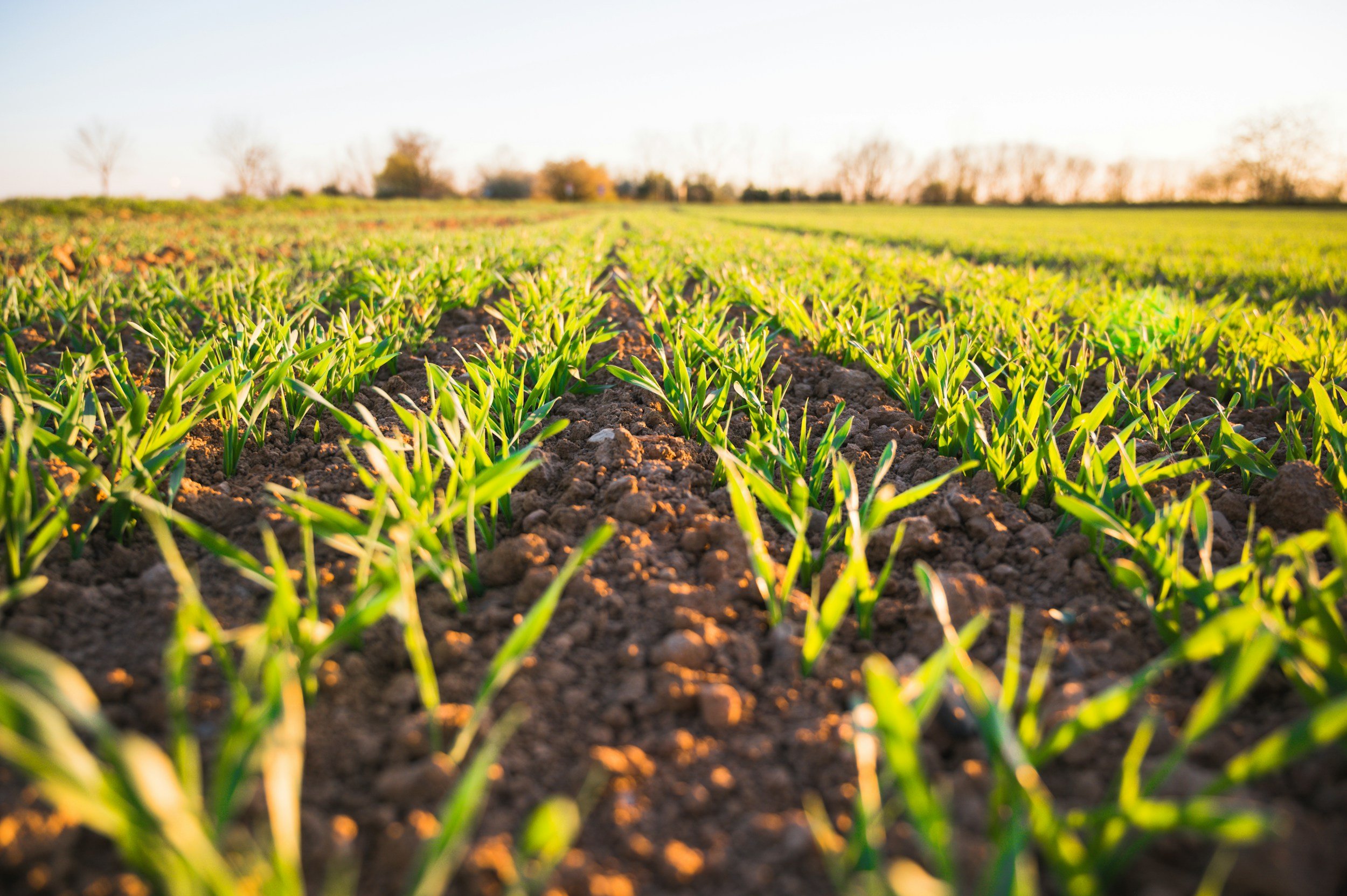 A farm field with young green plants growing in rows, soil visible between the plants, under a clear sky with distant trees in the background.