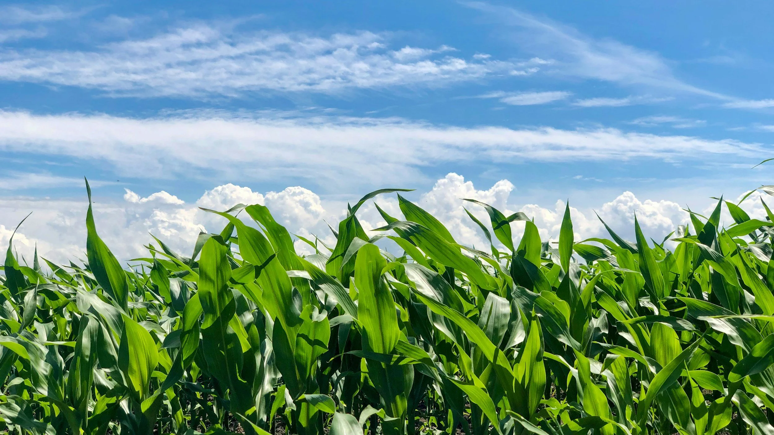 Green cornfield with tall stalks under a bright blue sky with scattered clouds.