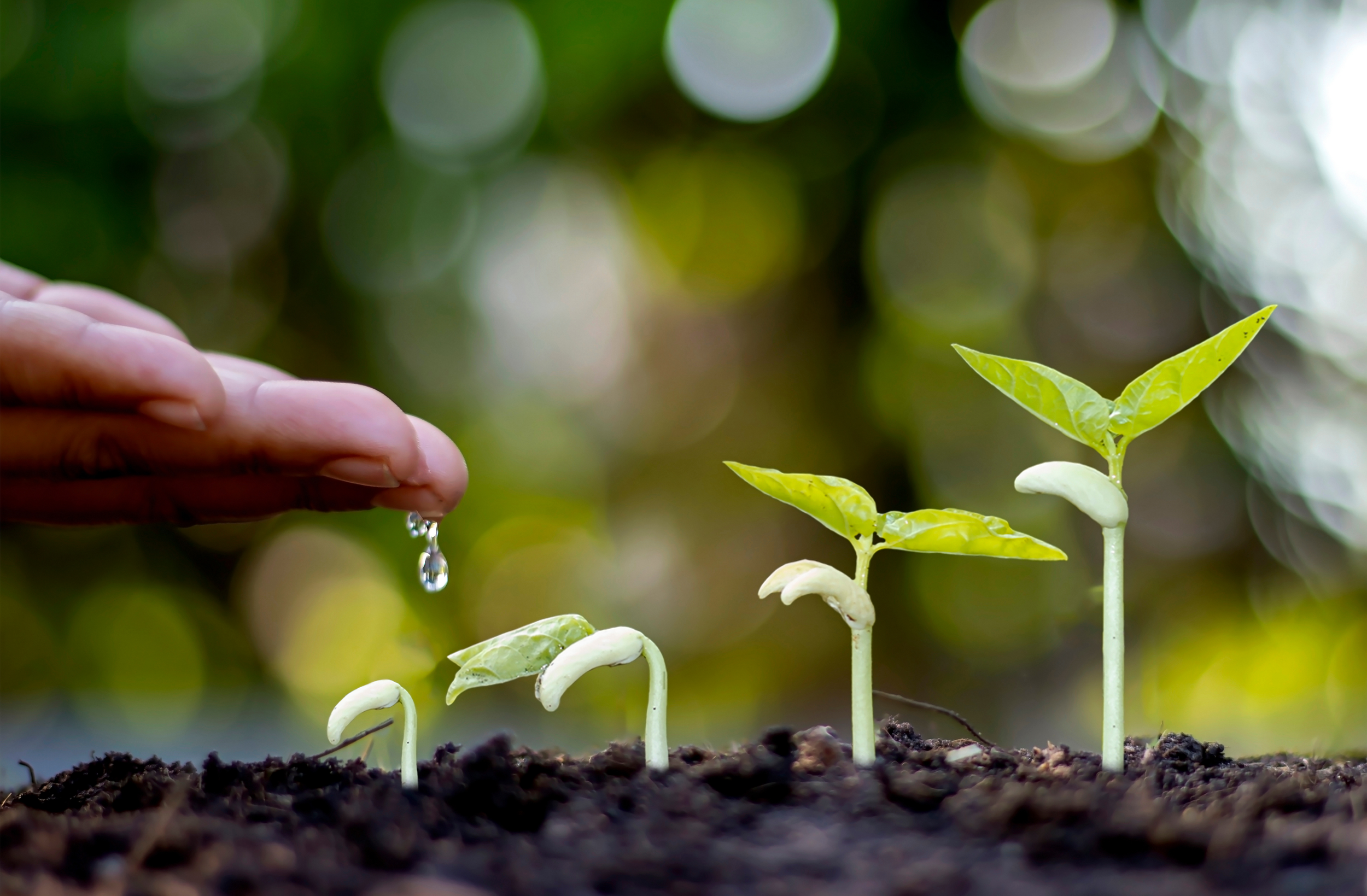 Close-up of young green plant seedlings sprouting from soil, with a hand watering them with a few drops of water.