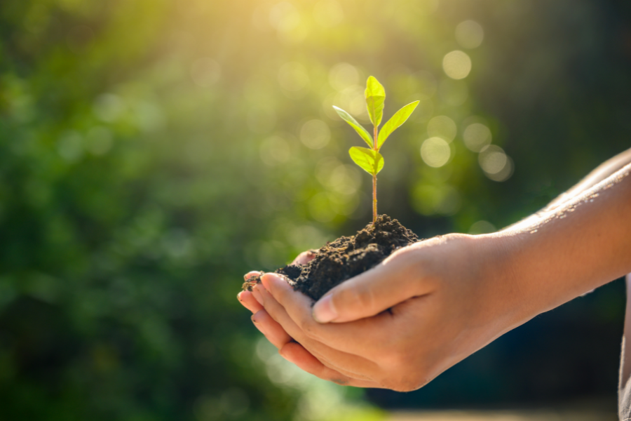 A person's hand holding a small mound of soil with a young green plant growing from it, outdoors with sunlight and blurred greenery in the background.