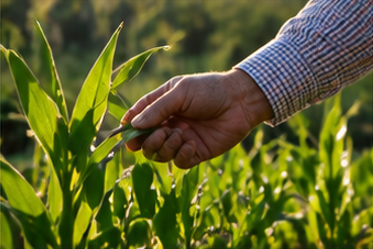 A person inspecting a green corn plant in a field during daylight.