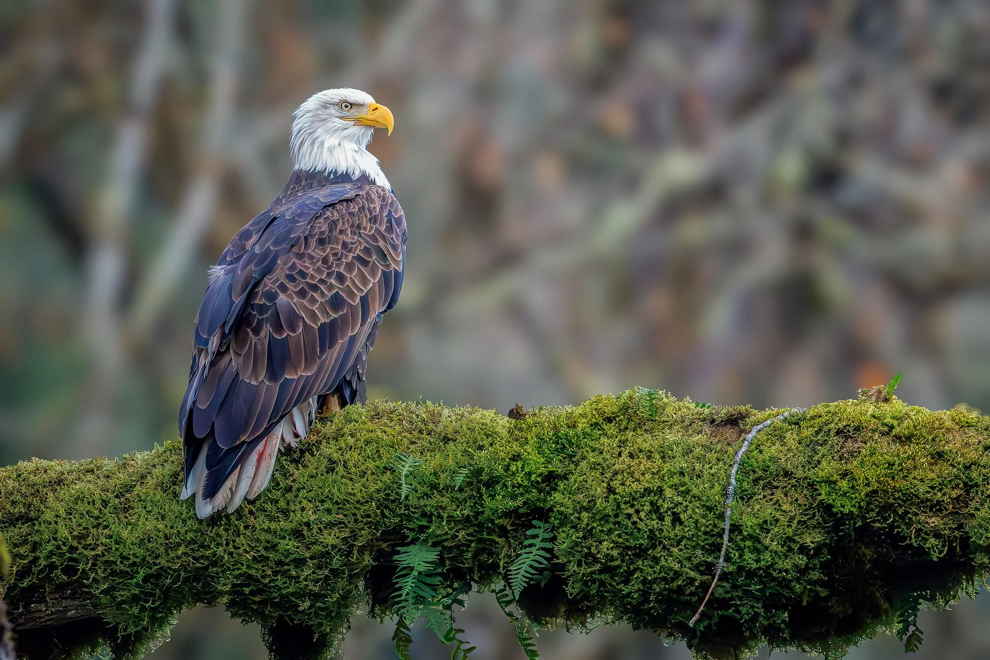 A mature bald eagle perched on a moss-covered branch with a background of blurred natural elements.
