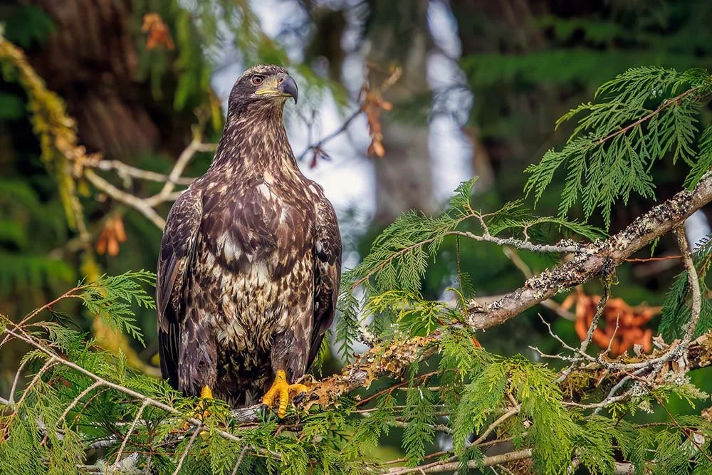 Juvenile bald eagle in tree from Skagit River Eagle Tours
