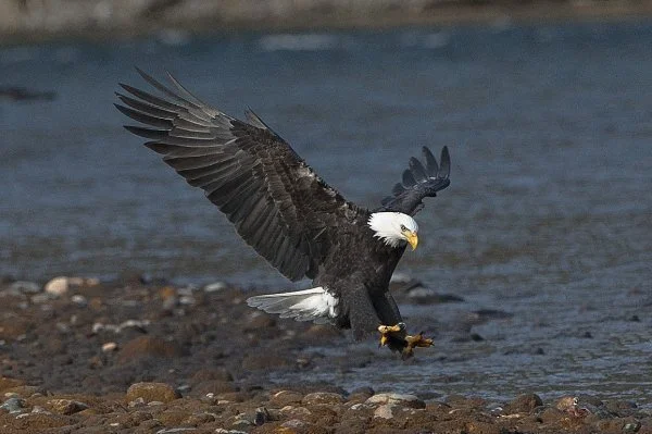 Bald Eagle flying down onto the rocky ground of the river.