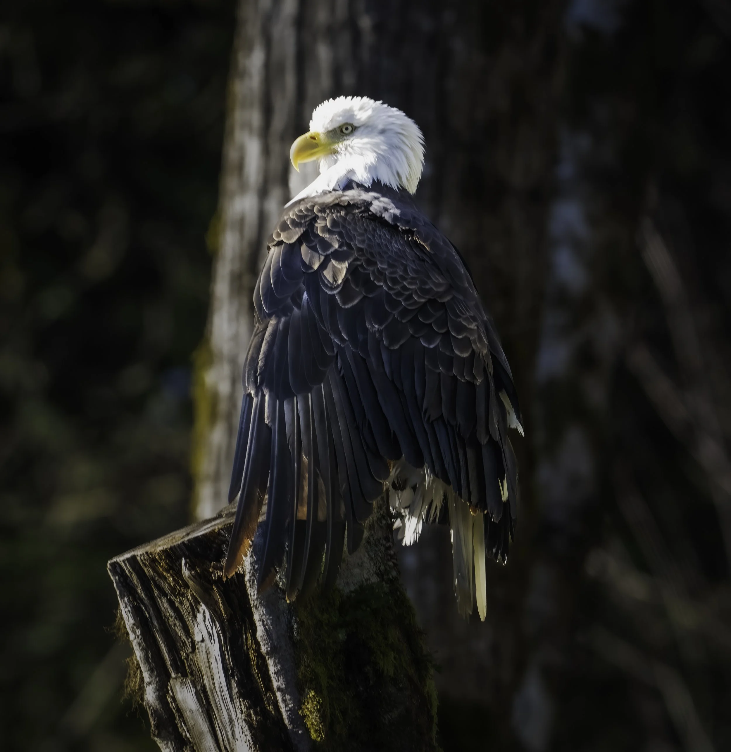 Bald eagle sitting on tree trunk.