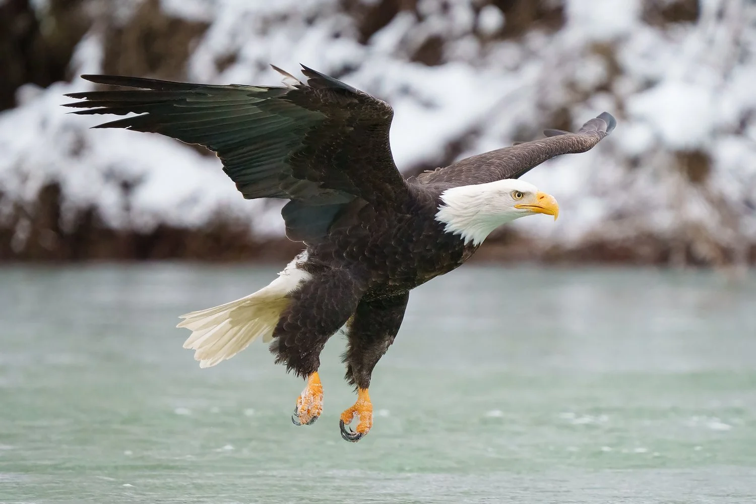 Bald Eagle flying low to the river water.
