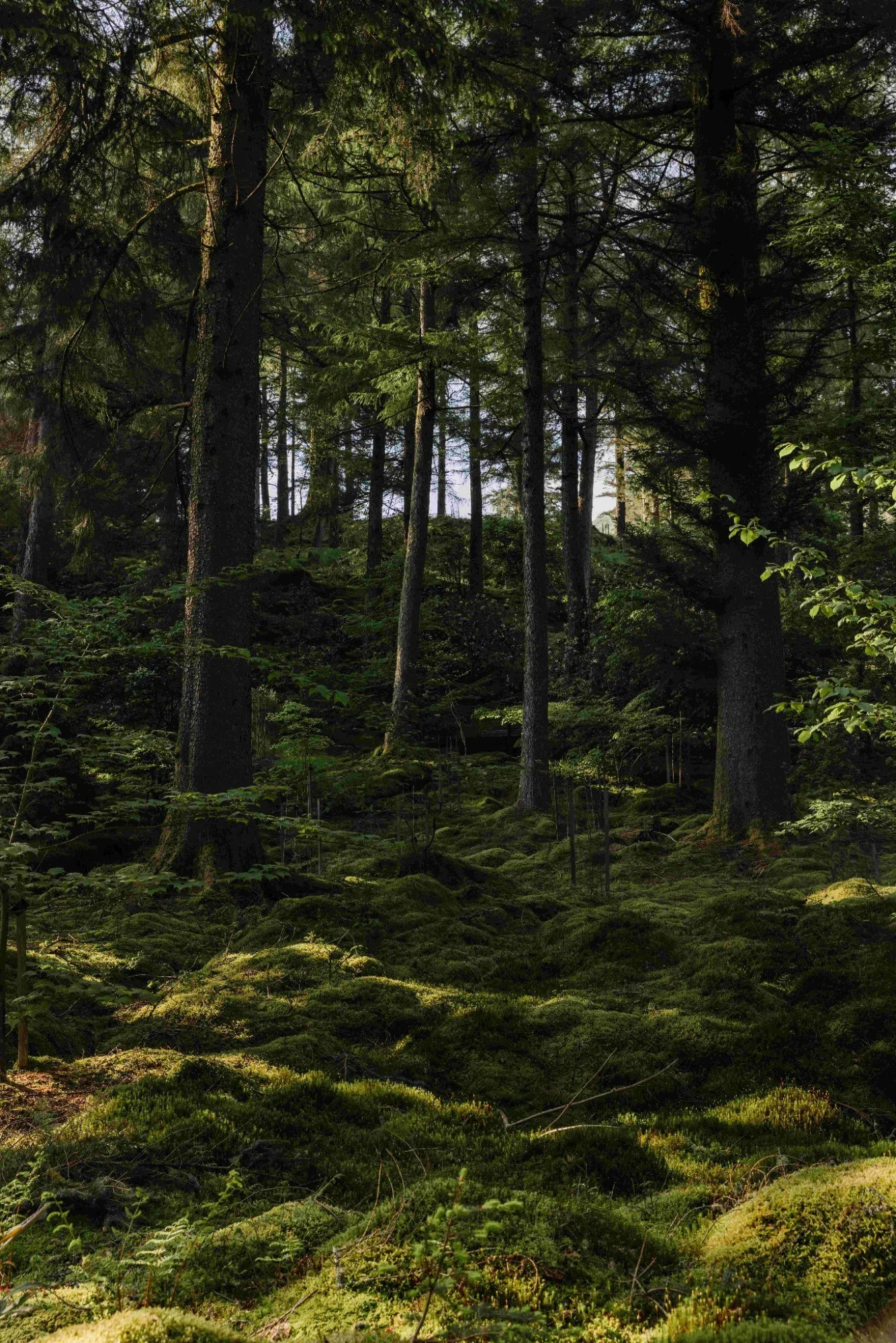 Benmore Botanic Garden
